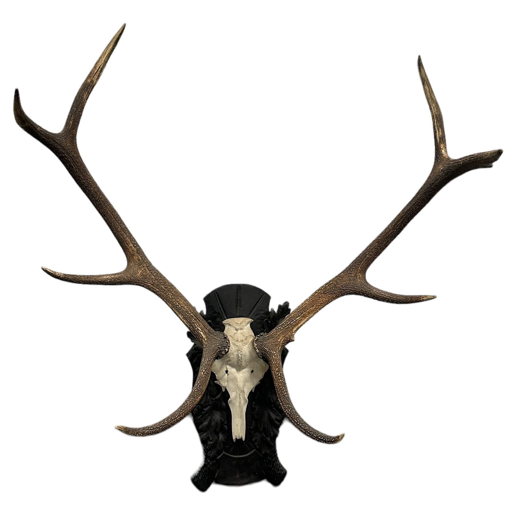 Large Deer Antler Trophy Vintage Black Forest Wood Carved Plaque, Austria, 1930s For Sale
