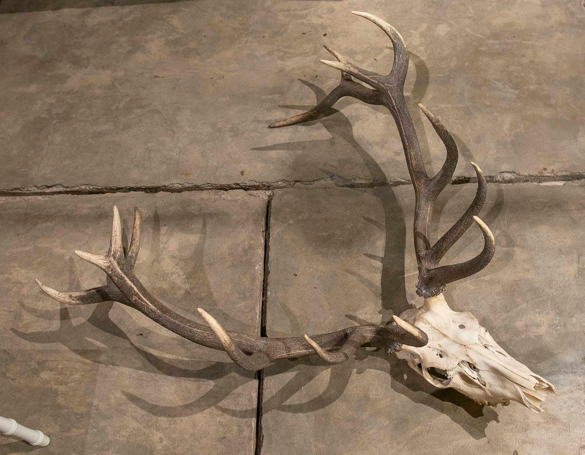 Large Deer Antlers for Wall Hanging For Sale 4