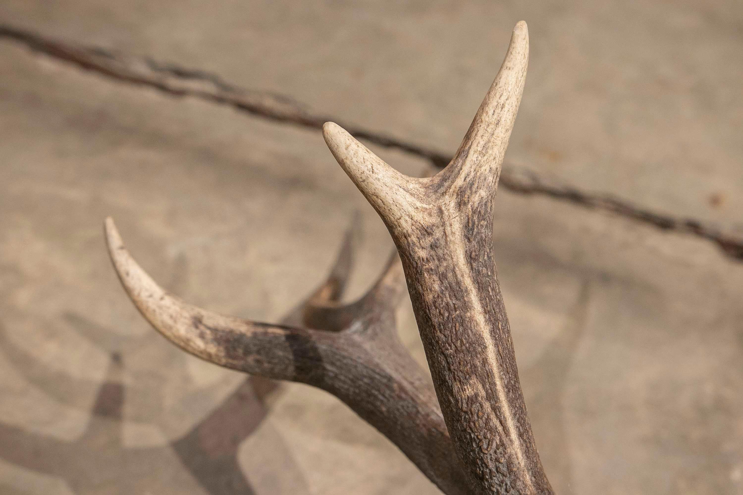 Large Deer Antlers for Wall Hanging For Sale 5