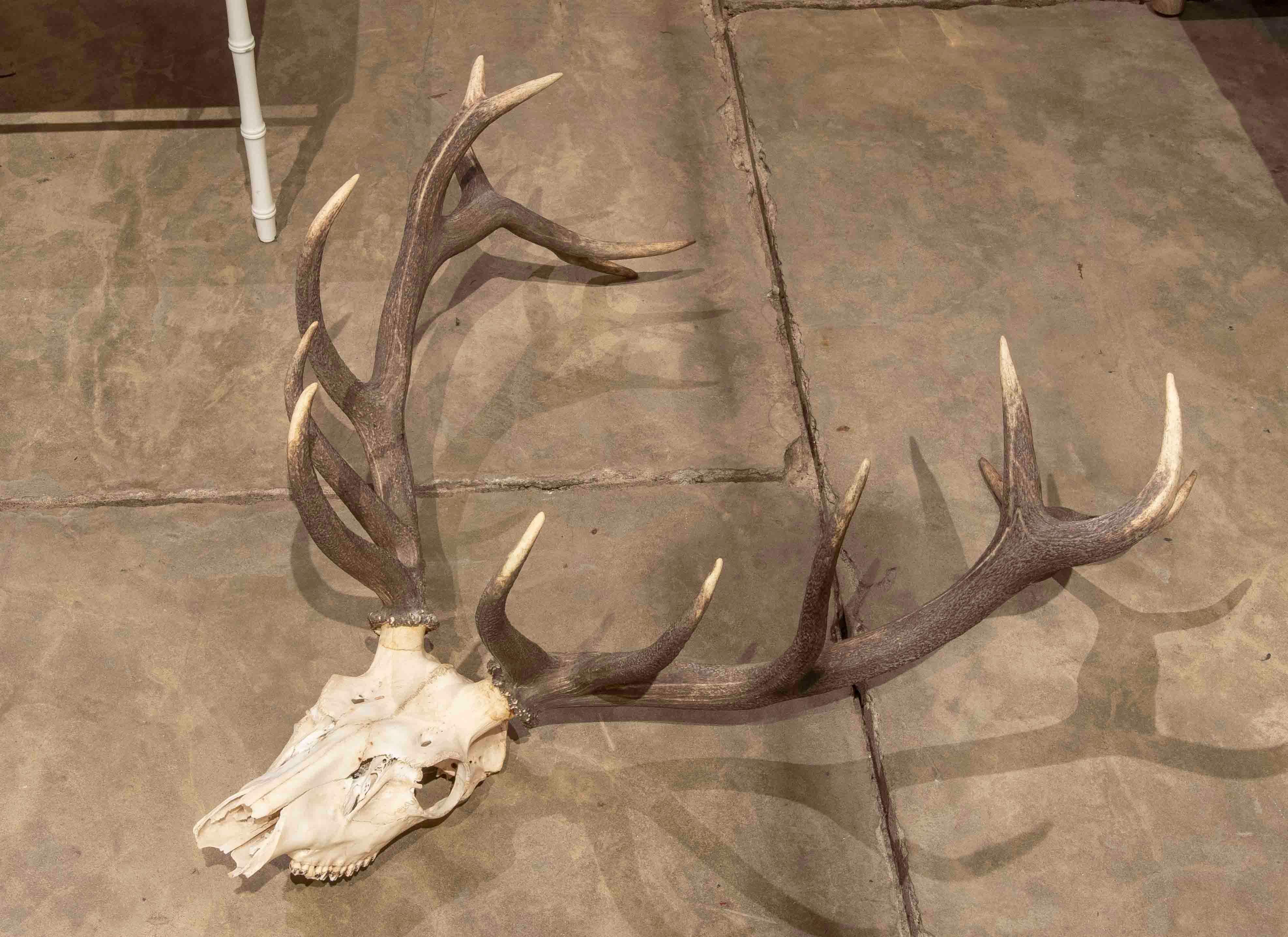 deer antlers for sale