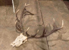 Large Deer Antlers for Wall Hanging