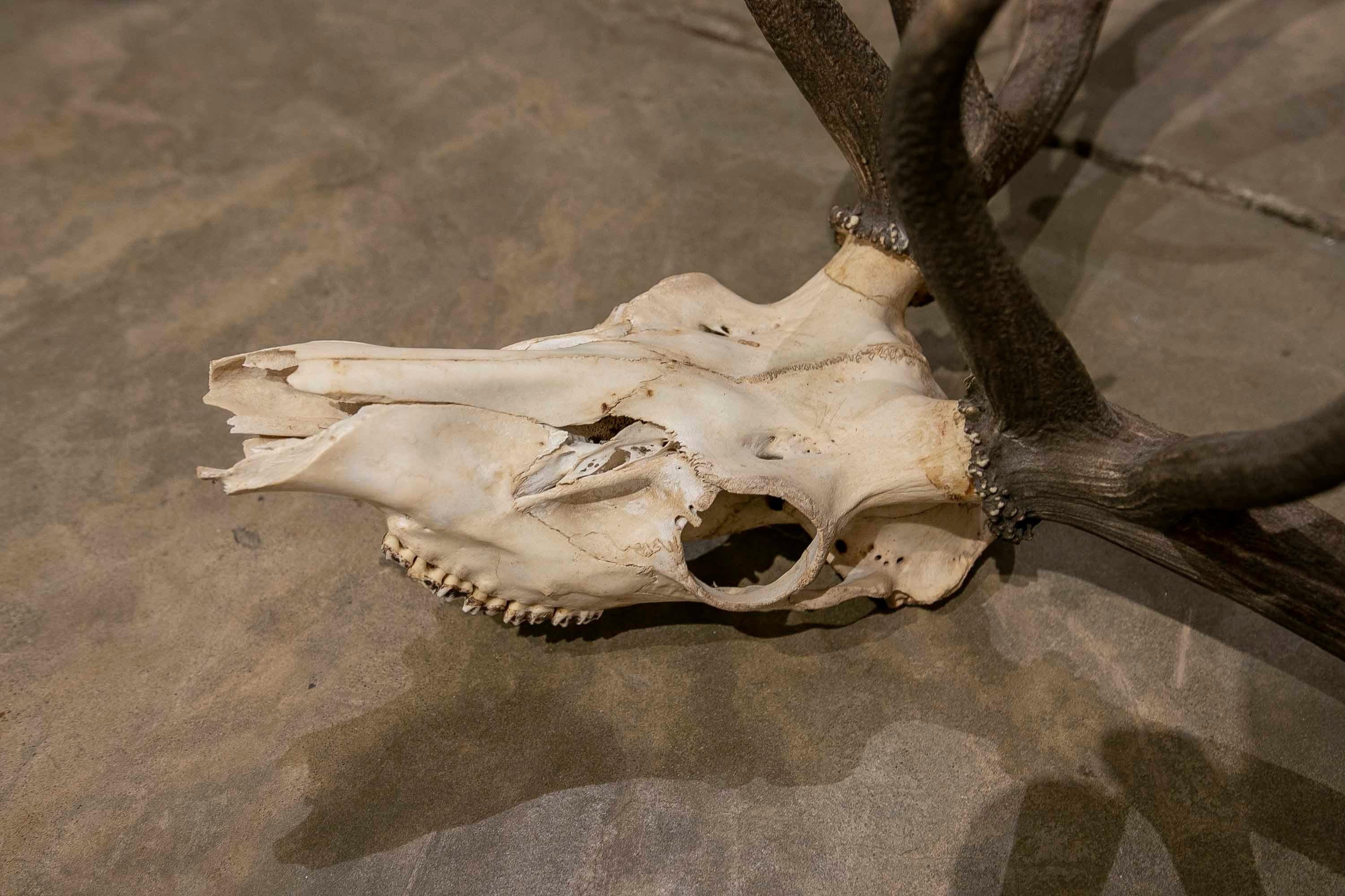 Spanish Large Deer Antlers for Wall Hanging