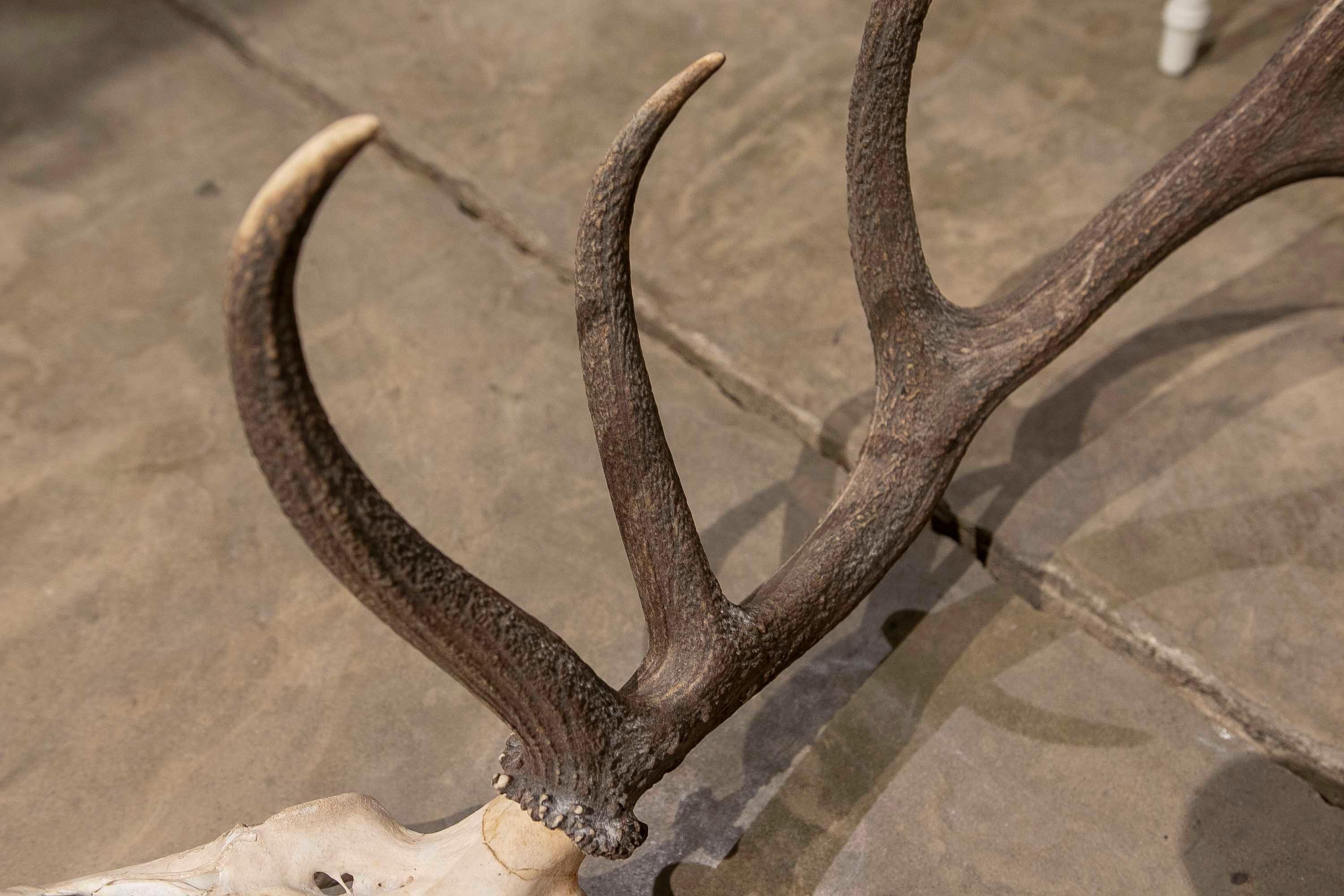 Large Deer Antlers for Wall Hanging In Good Condition For Sale In Marbella, ES