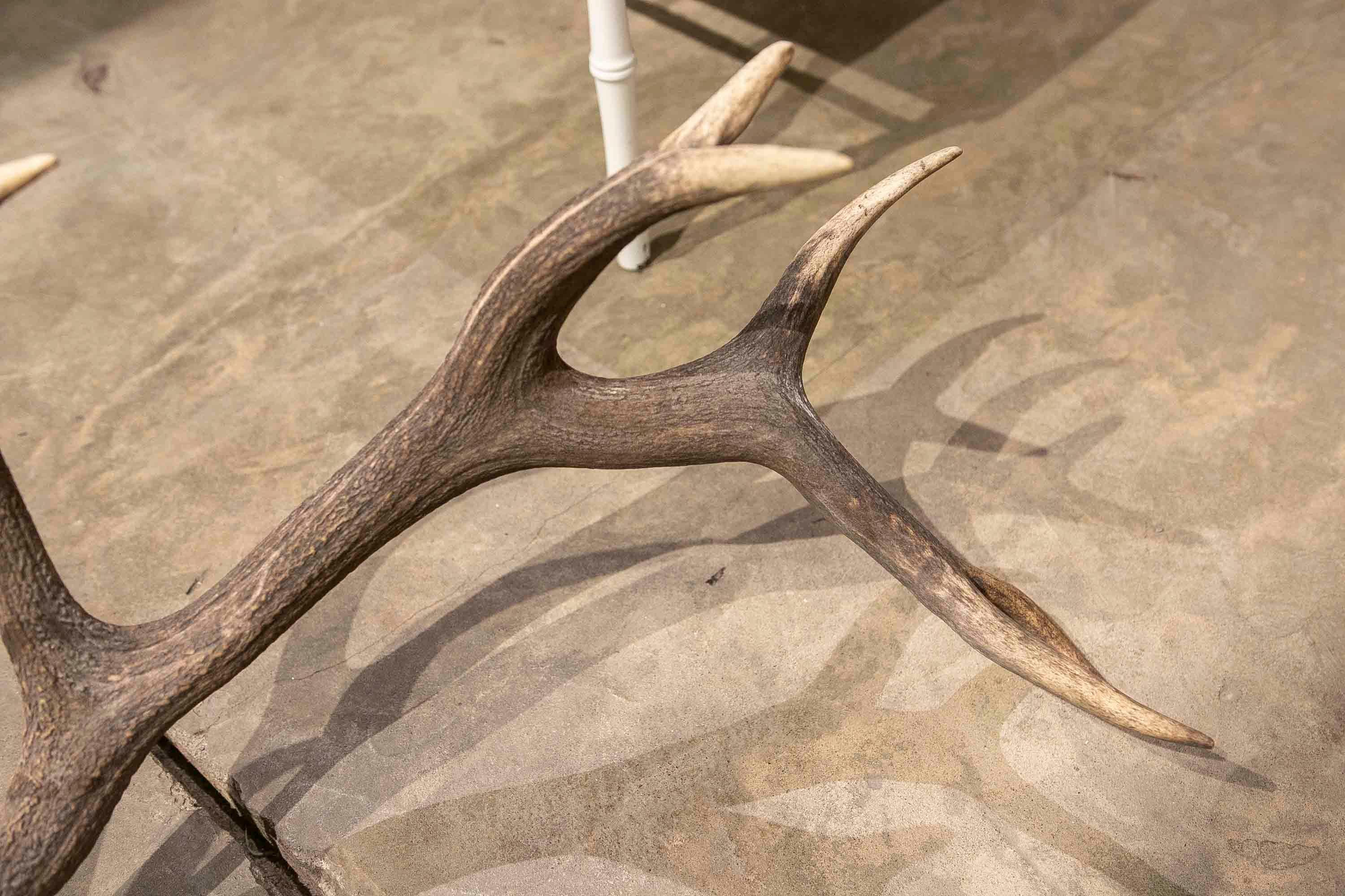 20th Century Large Deer Antlers for Wall Hanging For Sale