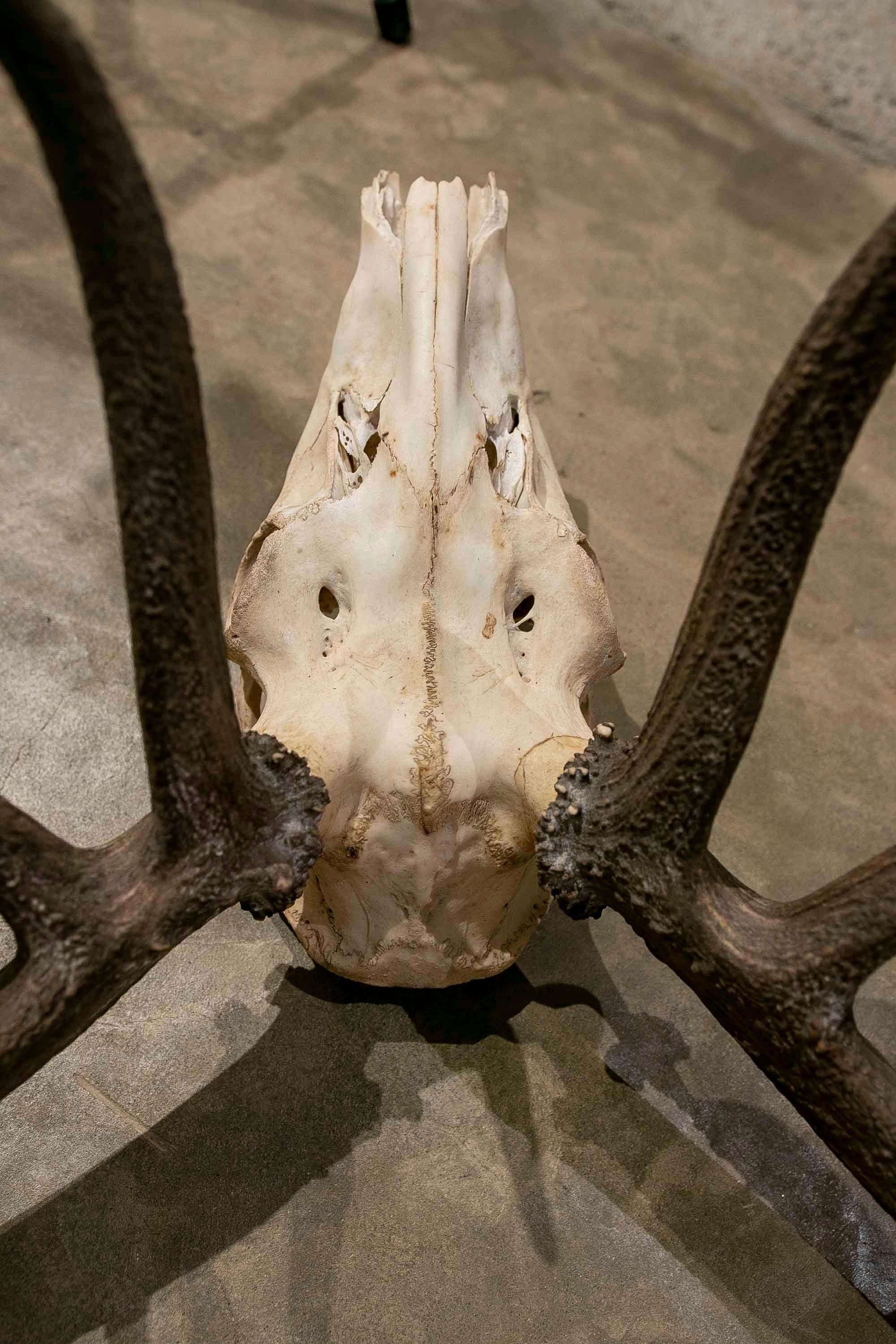 Large Deer Antlers for Wall Hanging For Sale 1