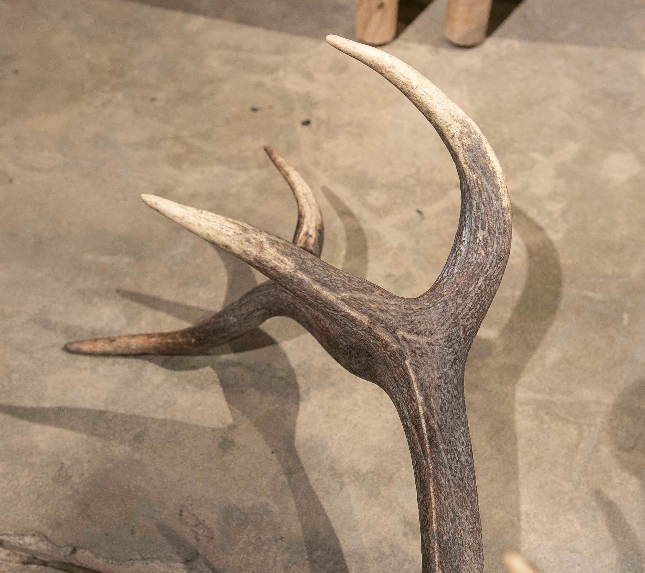 Large Deer Antlers for Wall Hanging For Sale 2