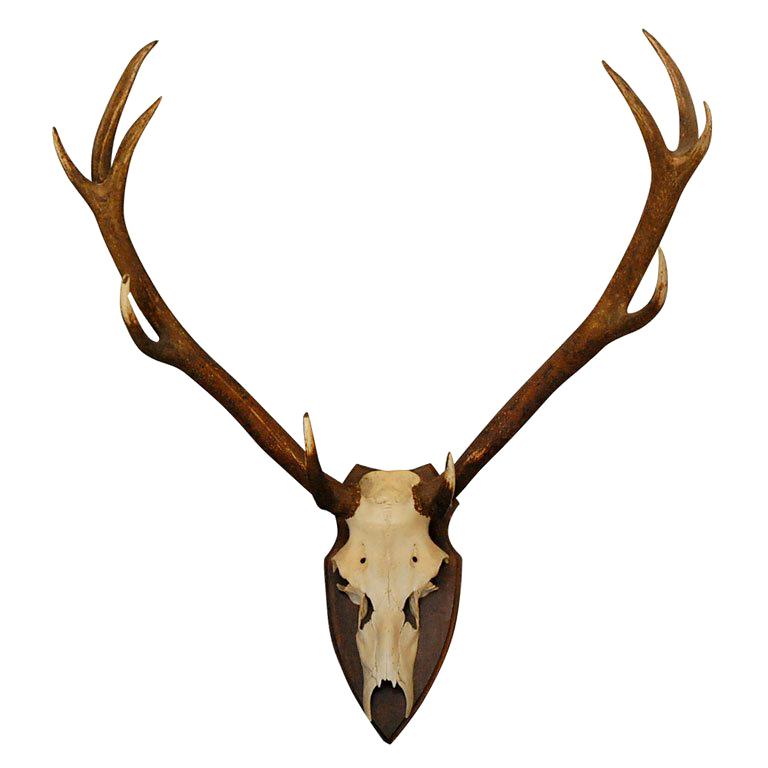 Large Deer Horn Wall Plaque For Sale