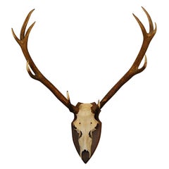 Large Deer Horn Wall Plaque