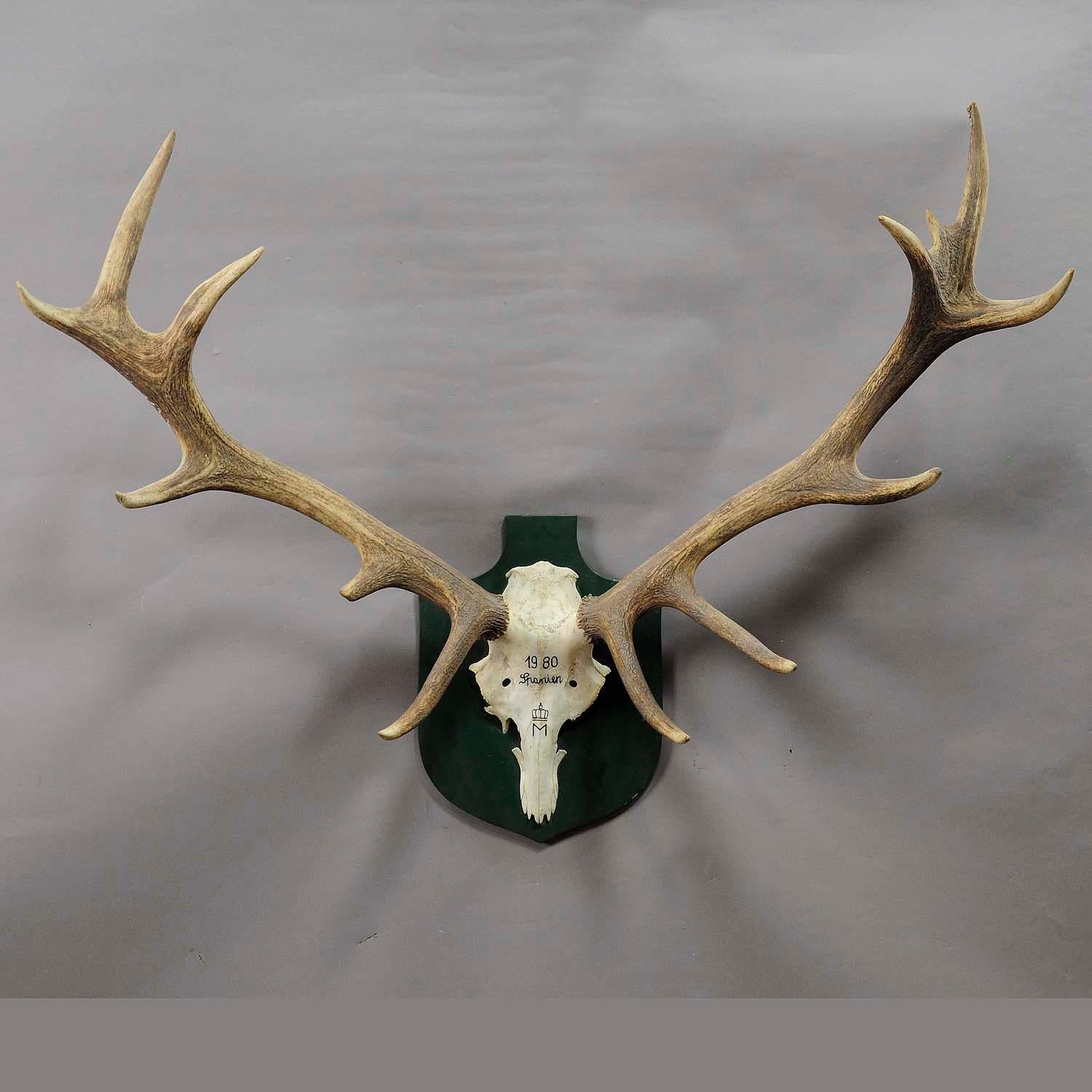 Black Forest Large Deer Trophy from a Noble Estate, Uneven 14 Ends For Sale