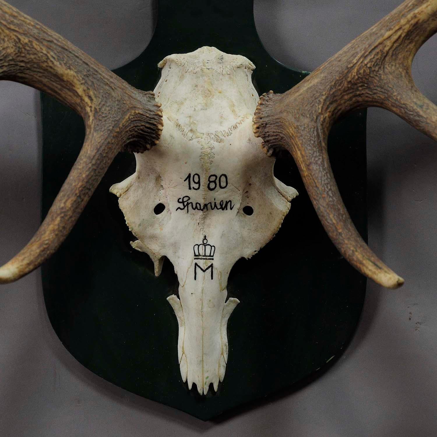 German Large Deer Trophy from a Noble Estate, Uneven 14 Ends For Sale