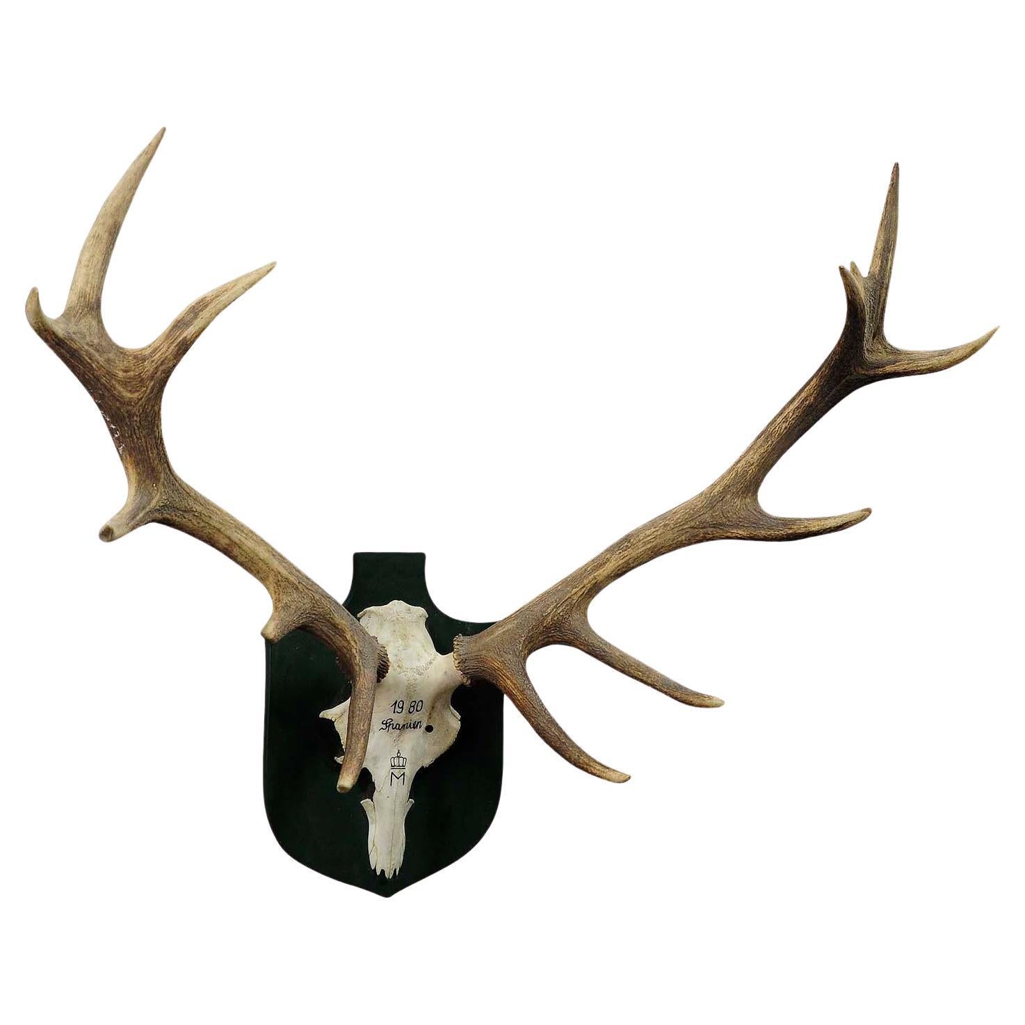 Large Deer Trophy from a Noble Estate, Uneven 14 Ends For Sale