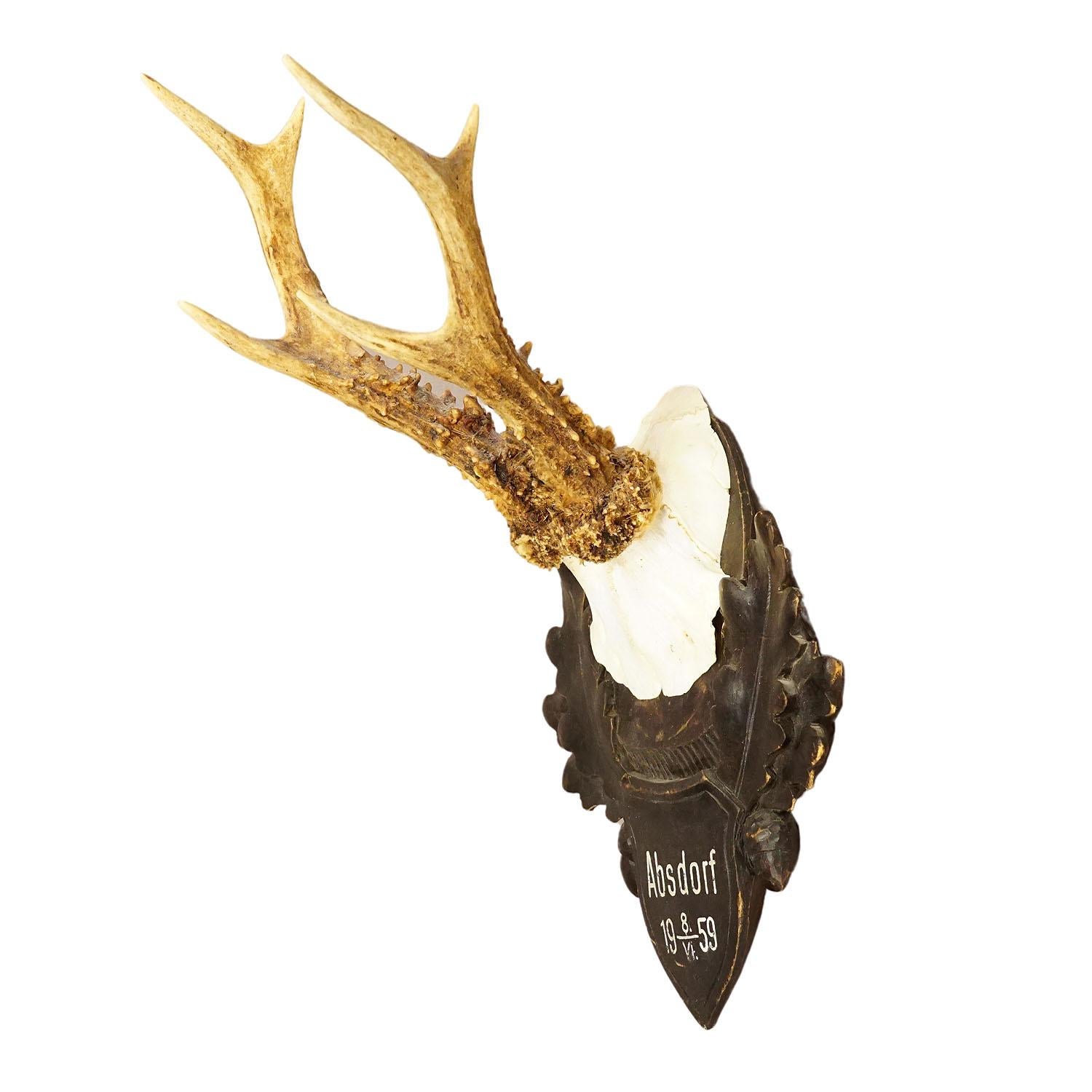 Great Deer Trophy Mount on Wooden Carved Plaque
Item e6895
A large antique deer (Capreolus capreolus) trophy on a wooden carved plaque with black finish. The trophy was shot in 1959. Good condition with handpainted inscription on the