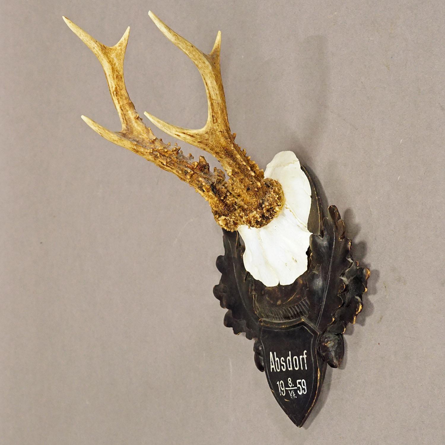 Black Forest Large Deer Trophy Mount on Wooden Carved Plaque For Sale