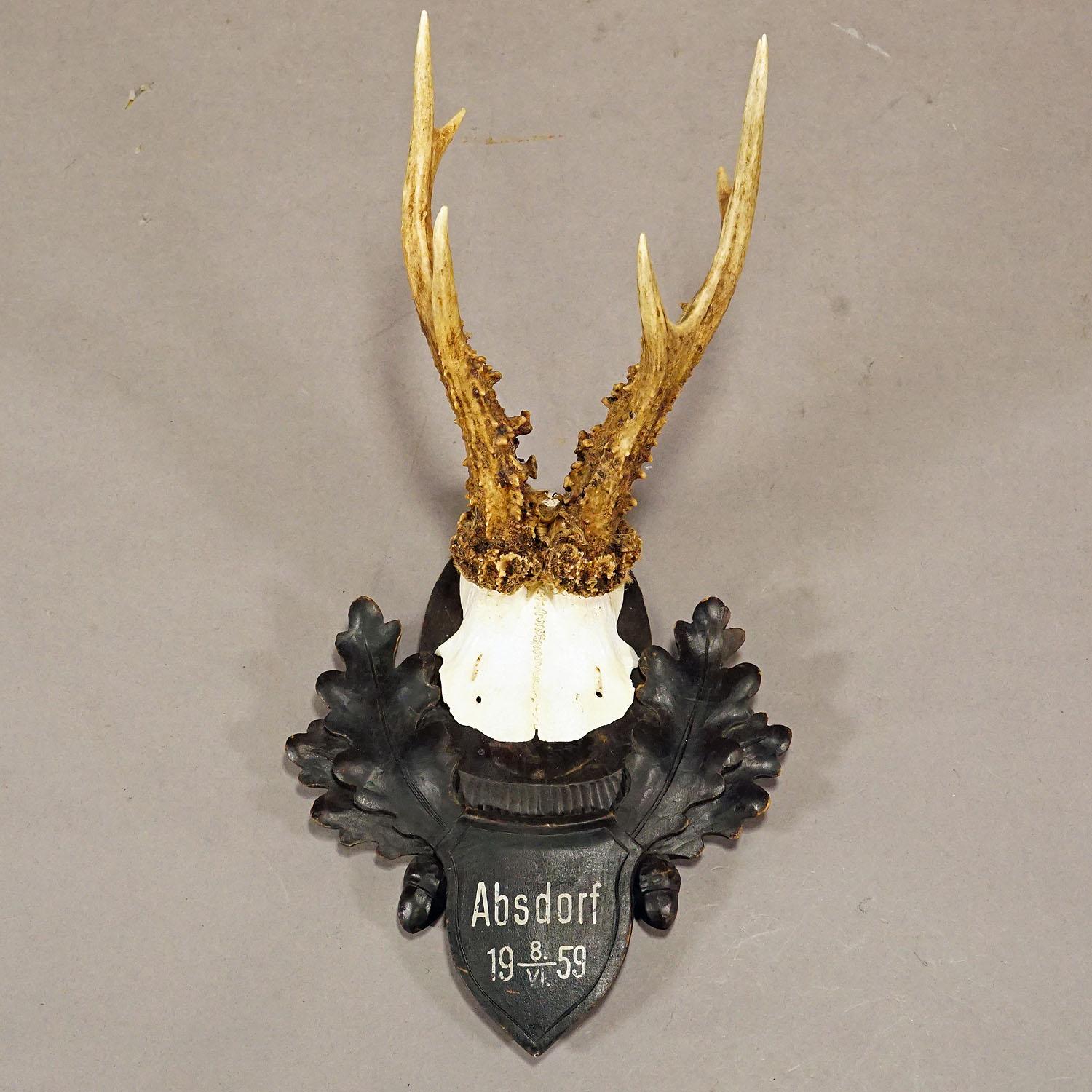 German Large Deer Trophy Mount on Wooden Carved Plaque For Sale