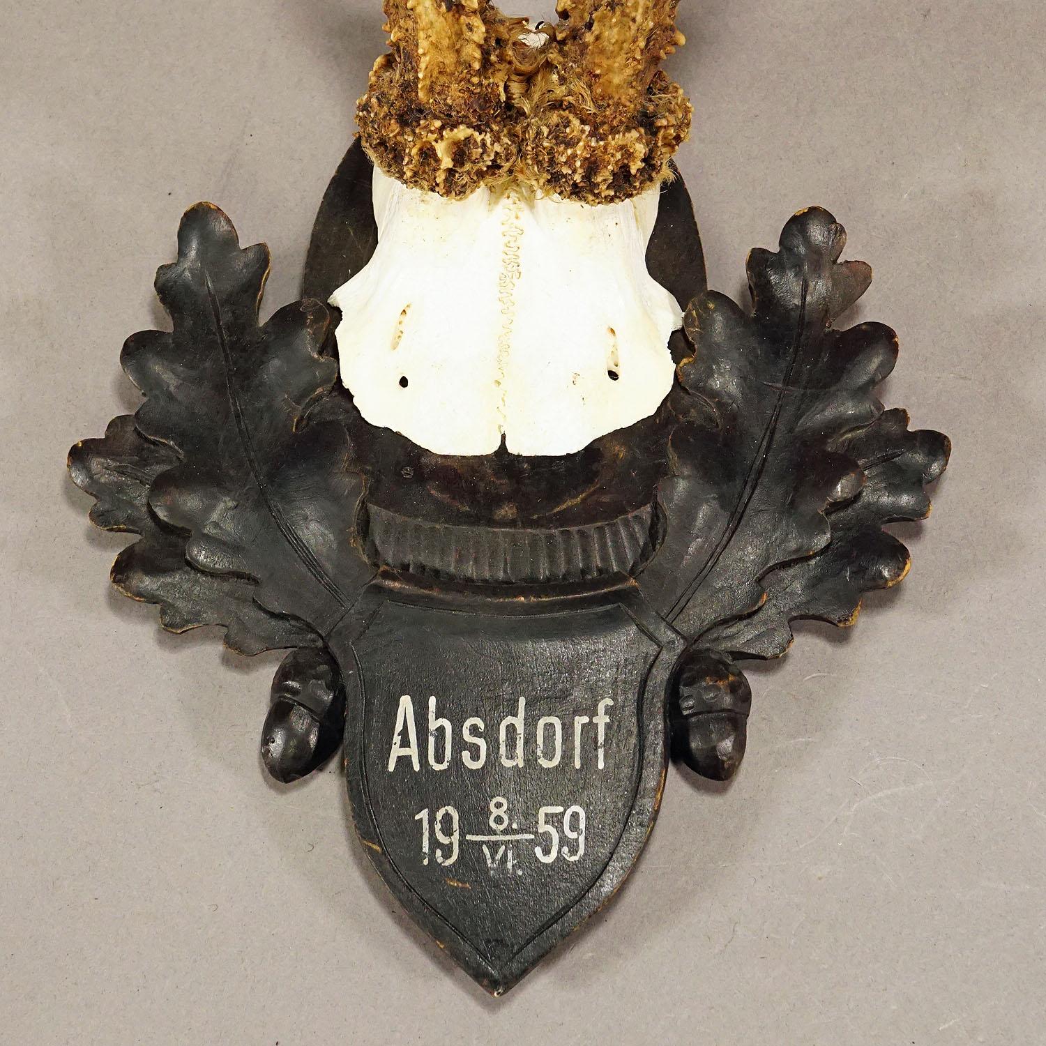 Large Deer Trophy Mount on Wooden Carved Plaque In Good Condition For Sale In Berghuelen, DE