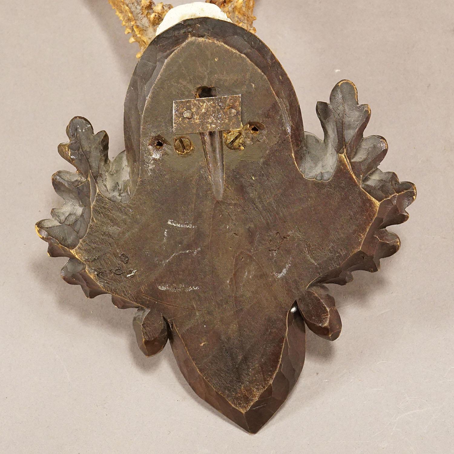 20th Century Large Deer Trophy Mount on Wooden Carved Plaque For Sale