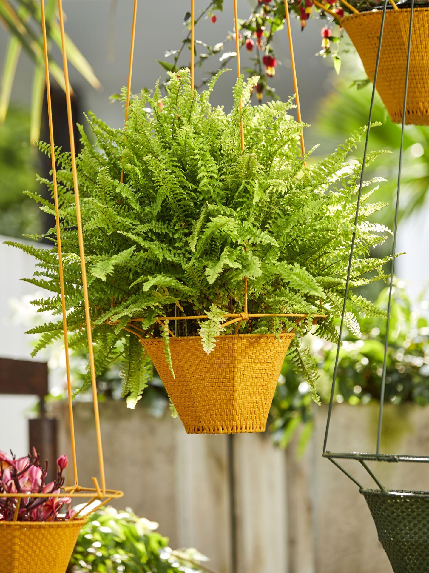 Large dichas hanging planter by Cristina Celestino. 
Materials: PVC strings made from recycled plastic
Dimensions: D 60 x H 21 cm 
Available in colors: black red, honey yellow, olive green. Available in other size.

The Dichas Hanging Planters