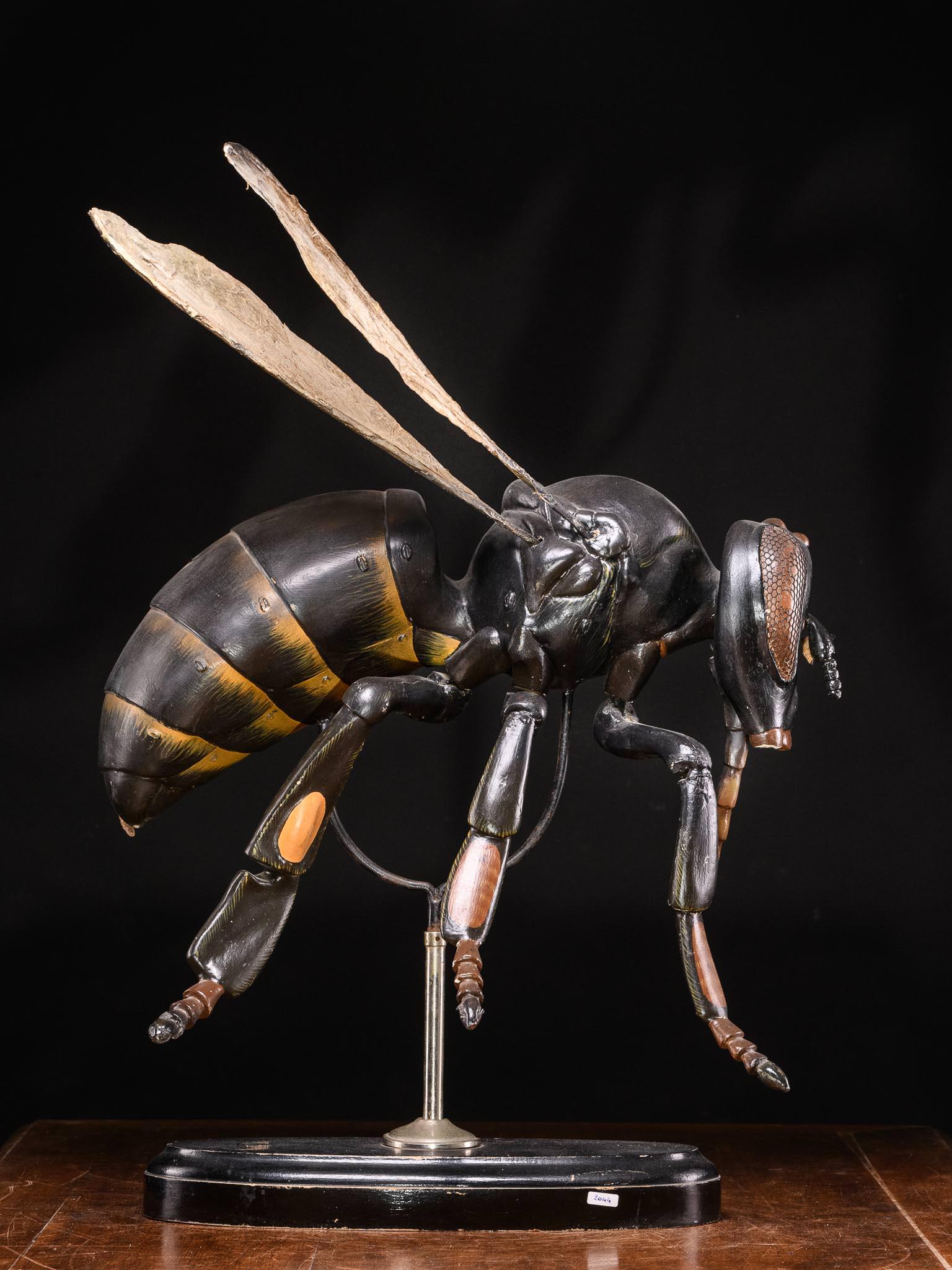 Model of the worker bee (Apis mellifica) magnified 35 times, mounted on foot. One side shows the outer shape, the other the inner constitution and viscera that can be removed.This large and impressive didactical model , on its original base,stands