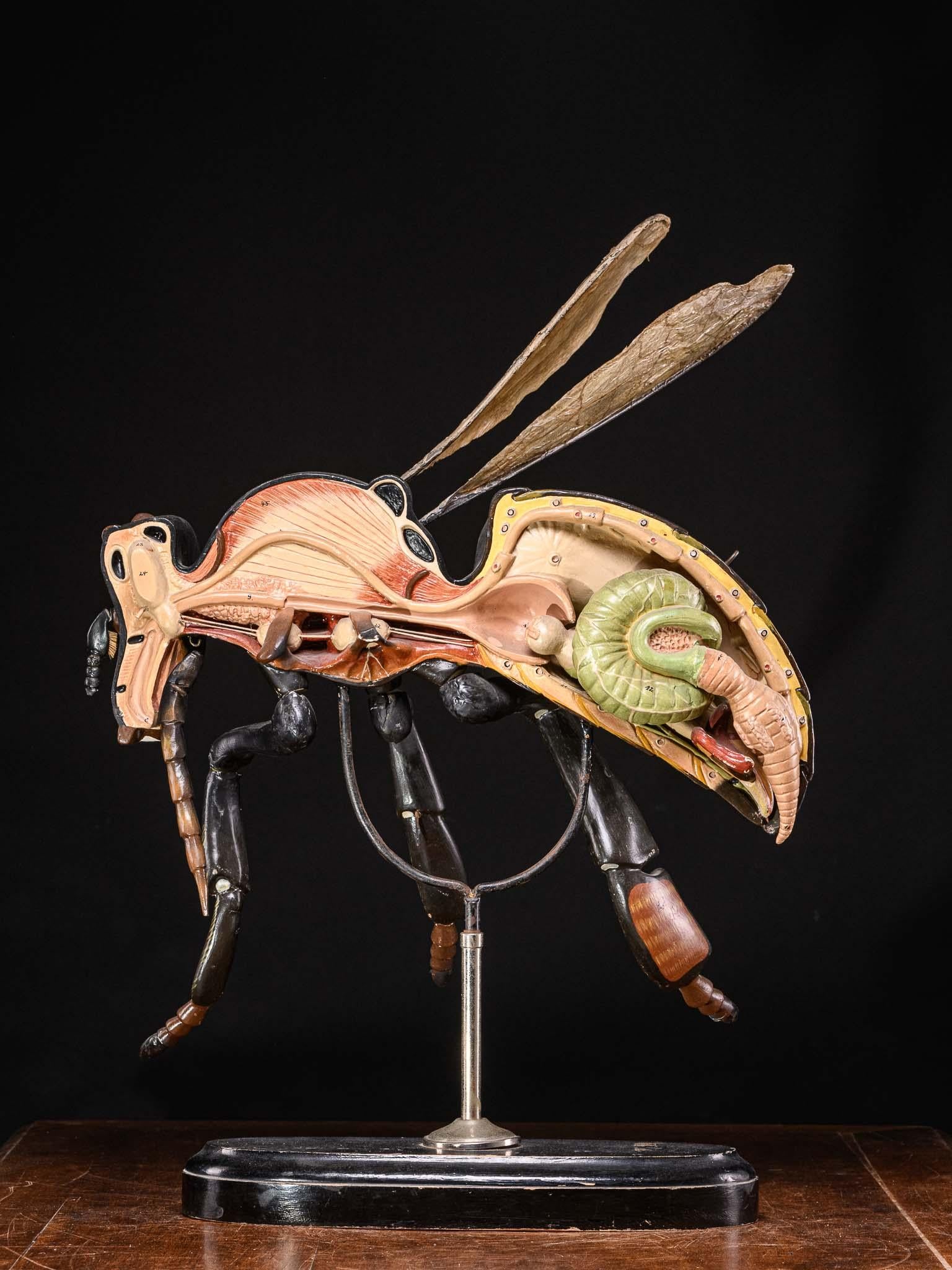 20th Century Large Didactical Model of a Bee labeled “ Denoyer-Geppert Company of Chicago 