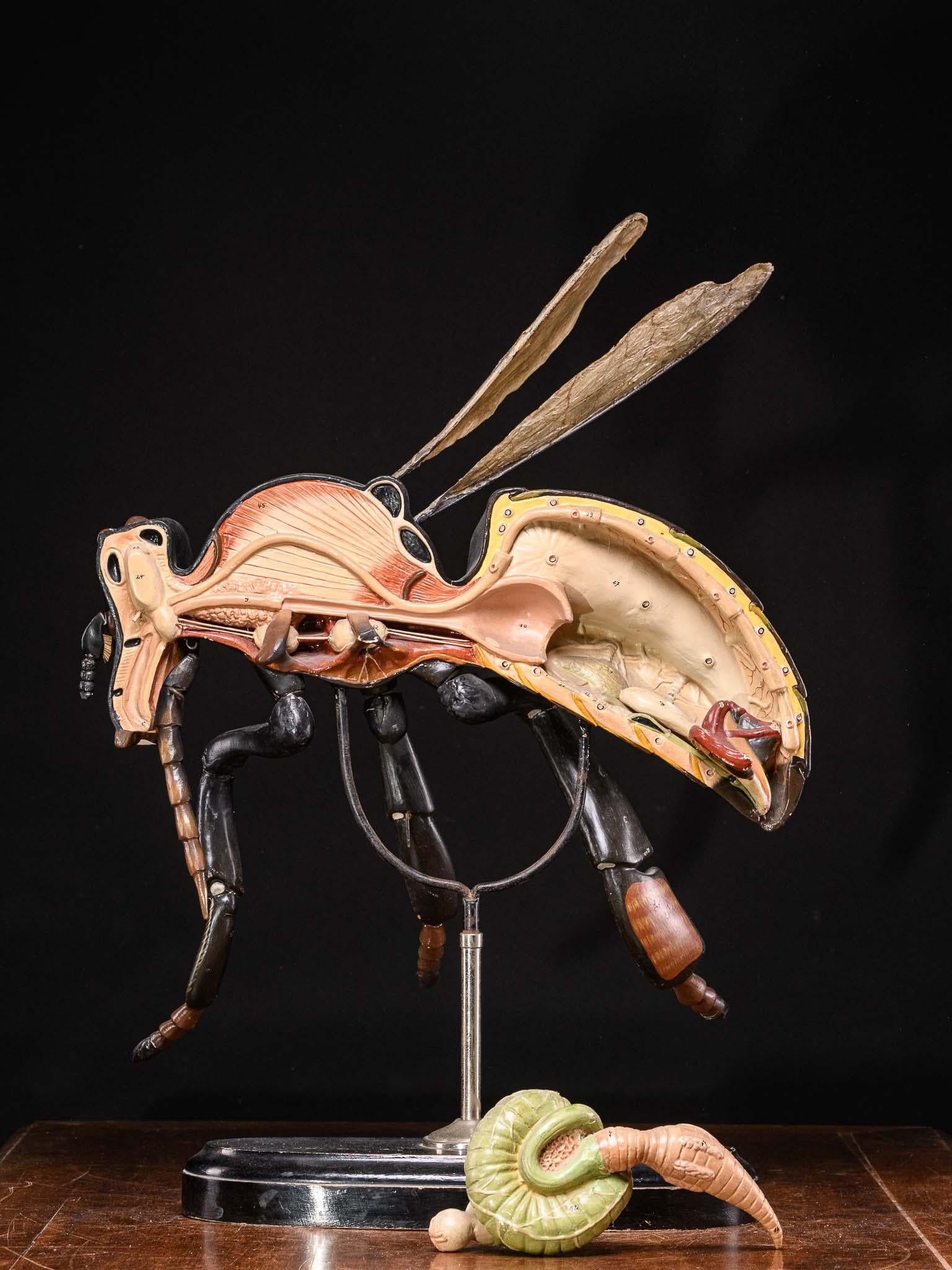 Plaster Large Didactical Model of a Bee labeled “ Denoyer-Geppert Company of Chicago 