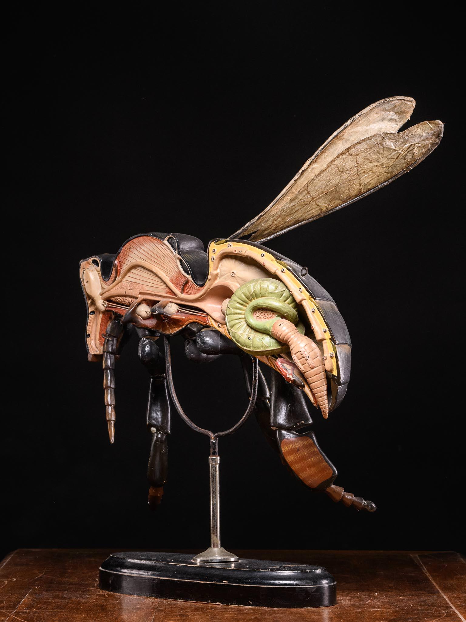 Large Didactical Model of a Bee labeled “ Denoyer-Geppert Company of Chicago 