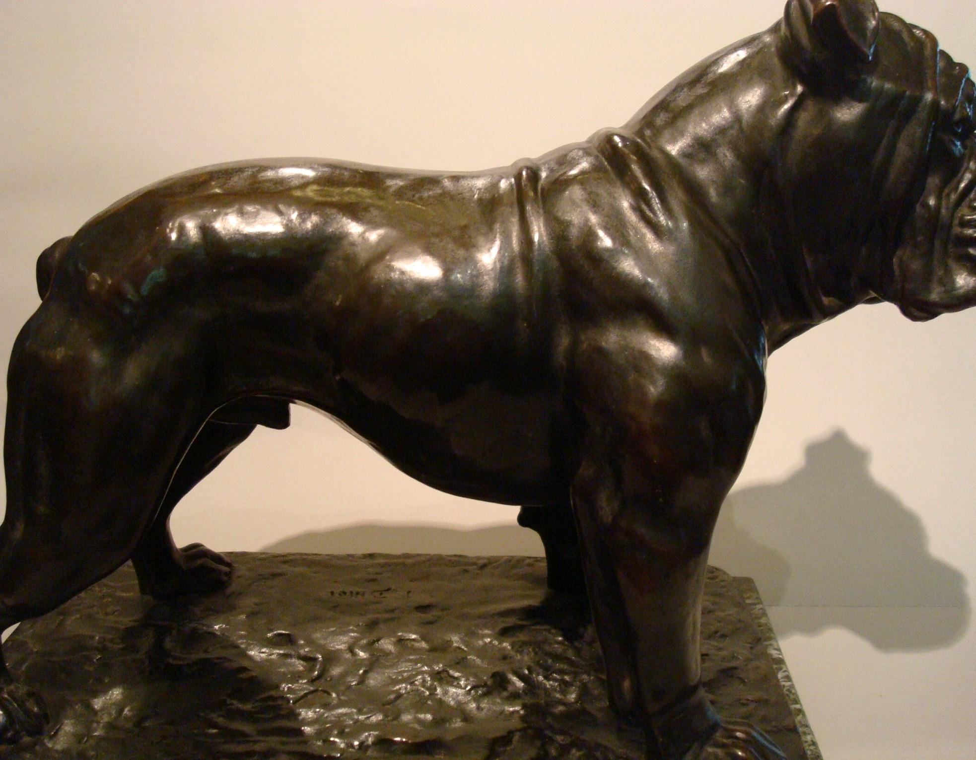Fantastic giant English bulldog bronze sculpture. Made by German artist Fritz Diller, circa 1910. Mounted over a green marble base.
Perfect details! The dog looks alive.