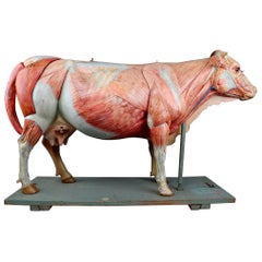 Large Early Antique Anatomical Model of a Cow by Somso, Germany, 1910