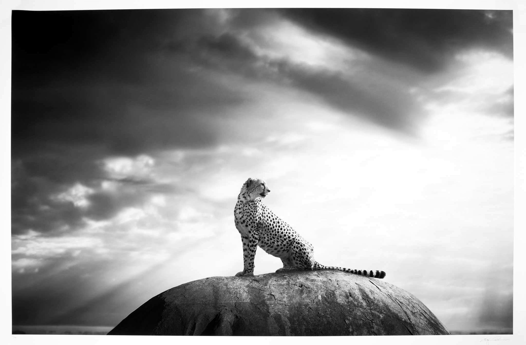 Artista: Björn Persson (sueco.1974-)
Título: Trono del Guepardo XL
Soporte: Impresión con pigmentos de chorro de tinta sobre papel Hahnemühle Photo Rag Ultra Smooth 305gsm.
Edición: 10/10, firmada y numerada a lápiz en el margen.
Publicado por Zeno