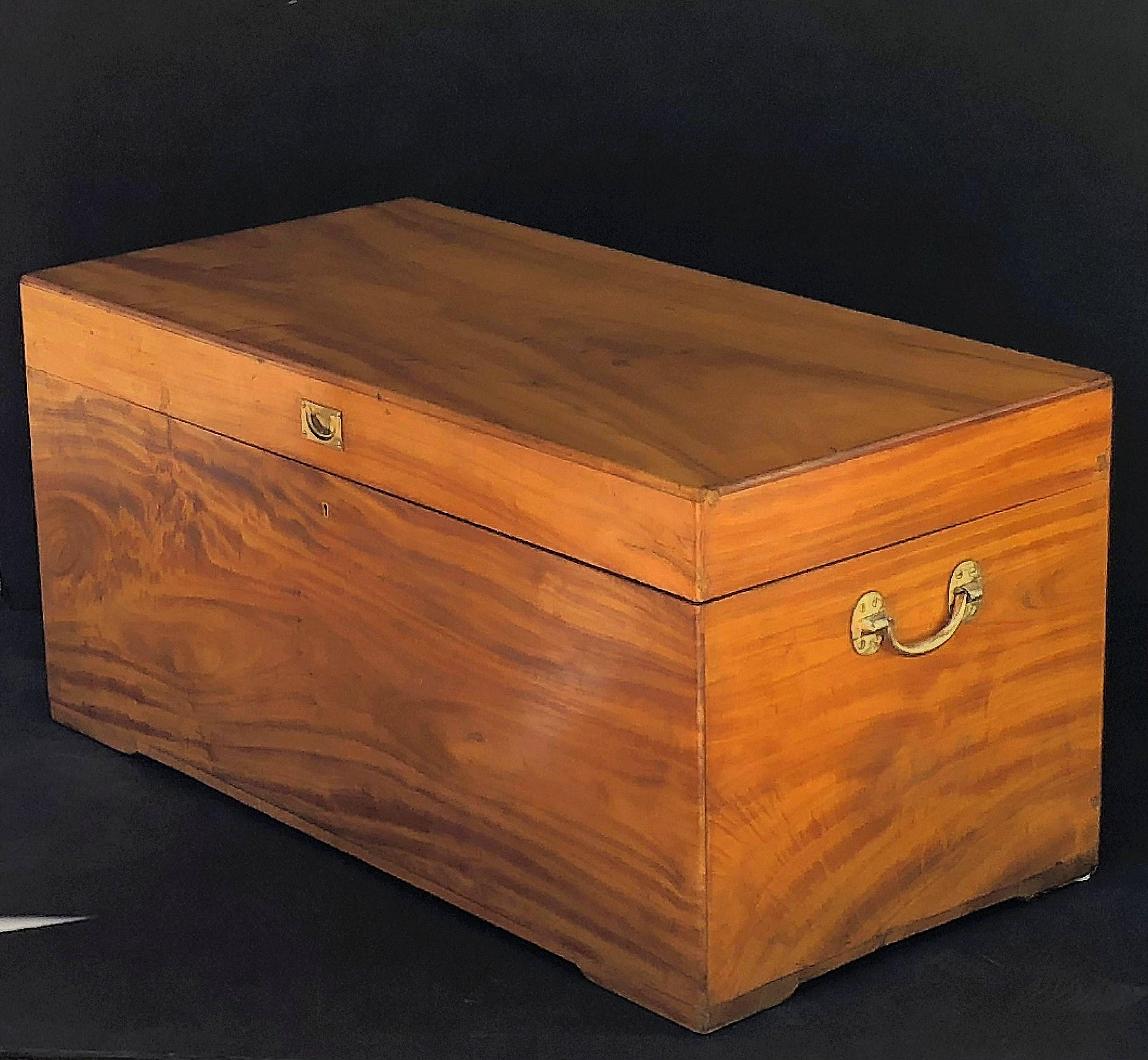 trunk or chest
