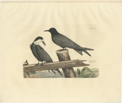 Large Engraving by Selby of The Black Tern in Seasonal Transformation, 1826