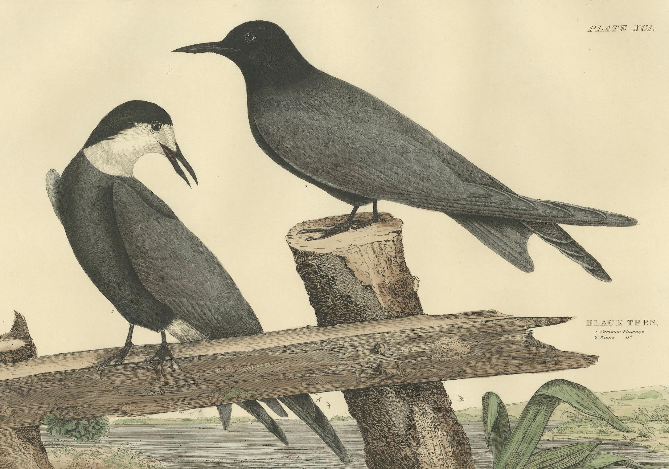 Engraved Large Engraving by Selby of The Black Tern in Seasonal Transformation, 1826 For Sale