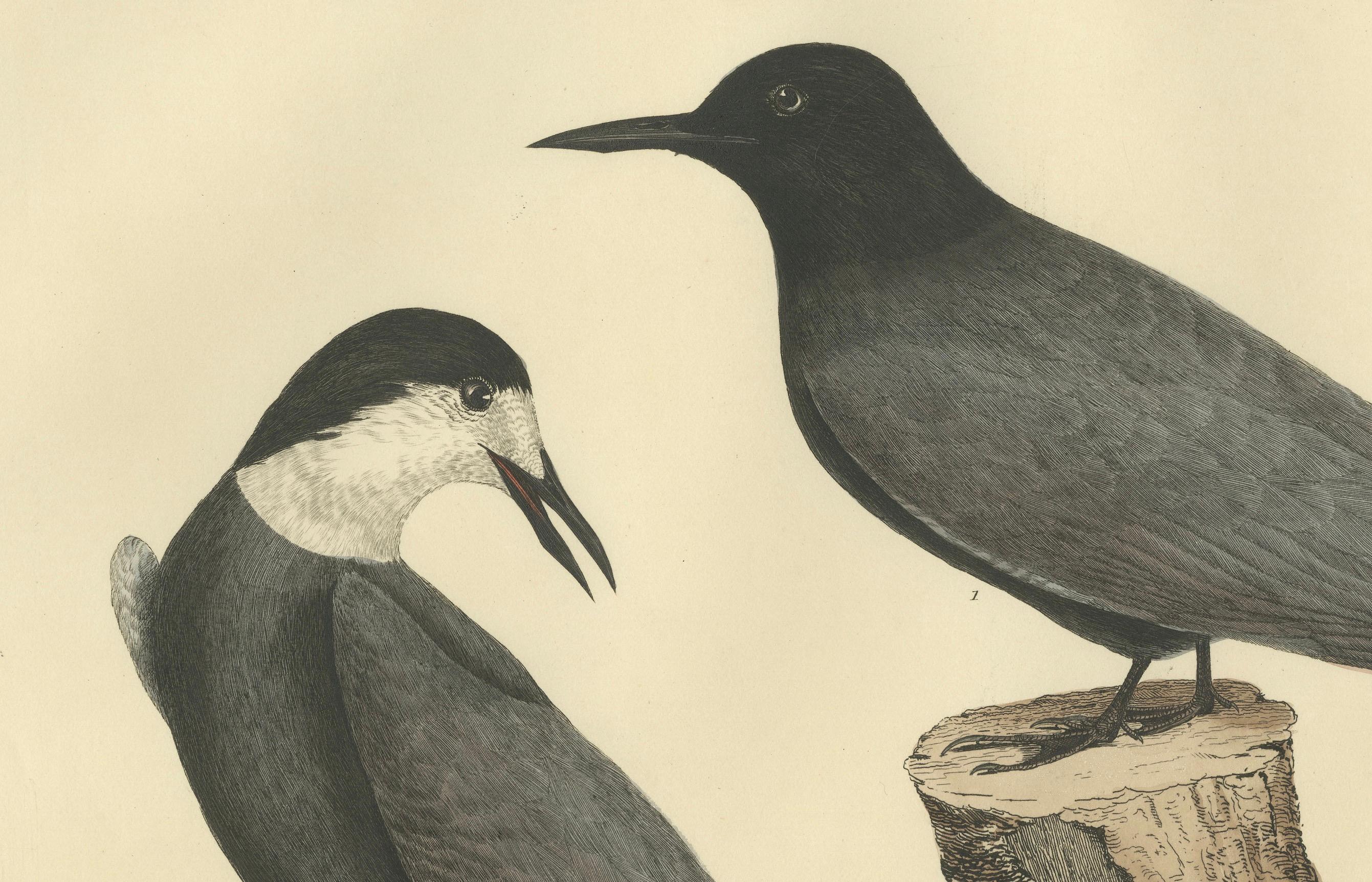 Early 19th Century Large Engraving by Selby of The Black Tern in Seasonal Transformation, 1826 For Sale