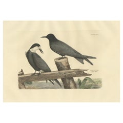 Gran grabado de Selby del charrán negro en transformación estacional, 1826