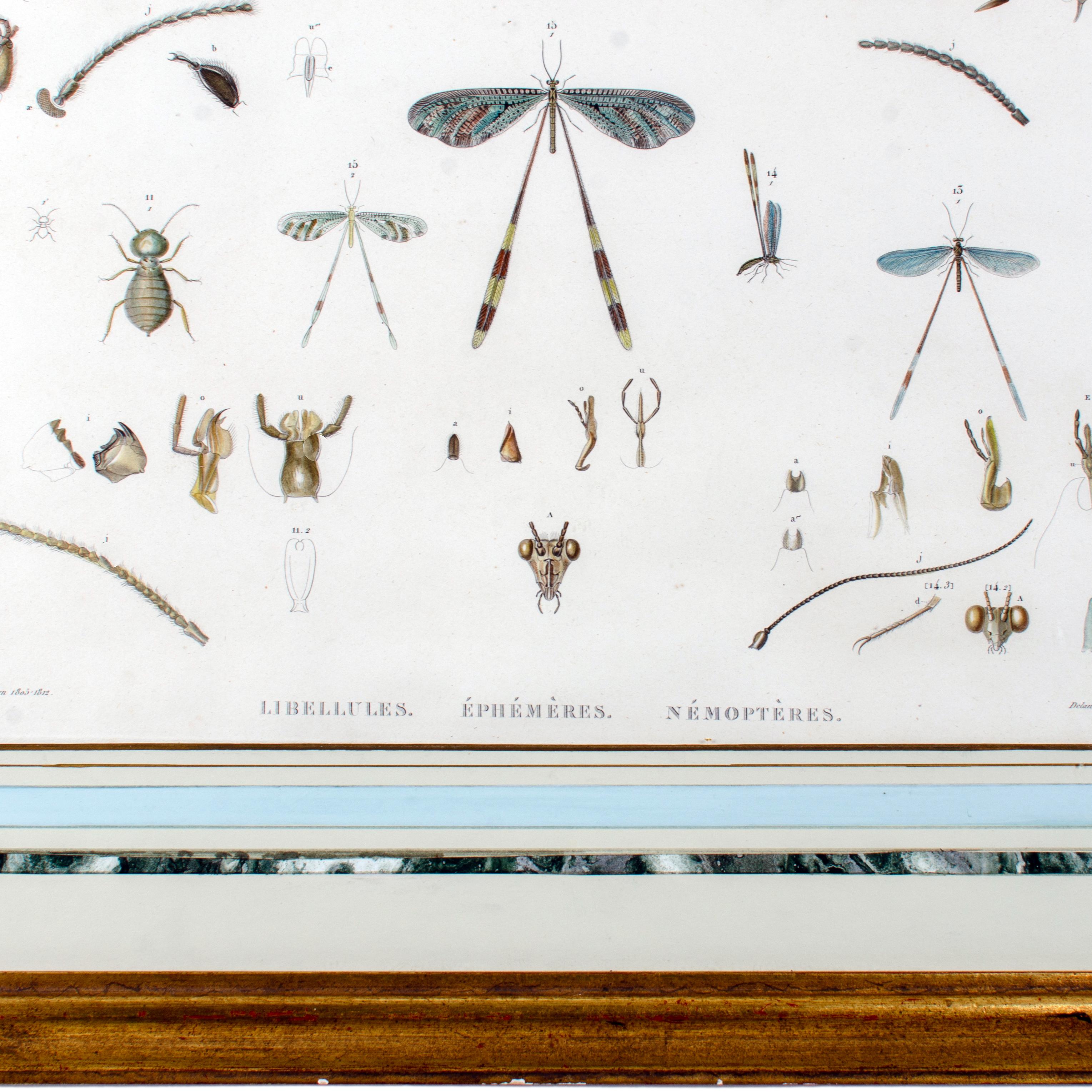 Gran grabado de insectos alados de J-Ces Savigny c.1812 Francés en venta