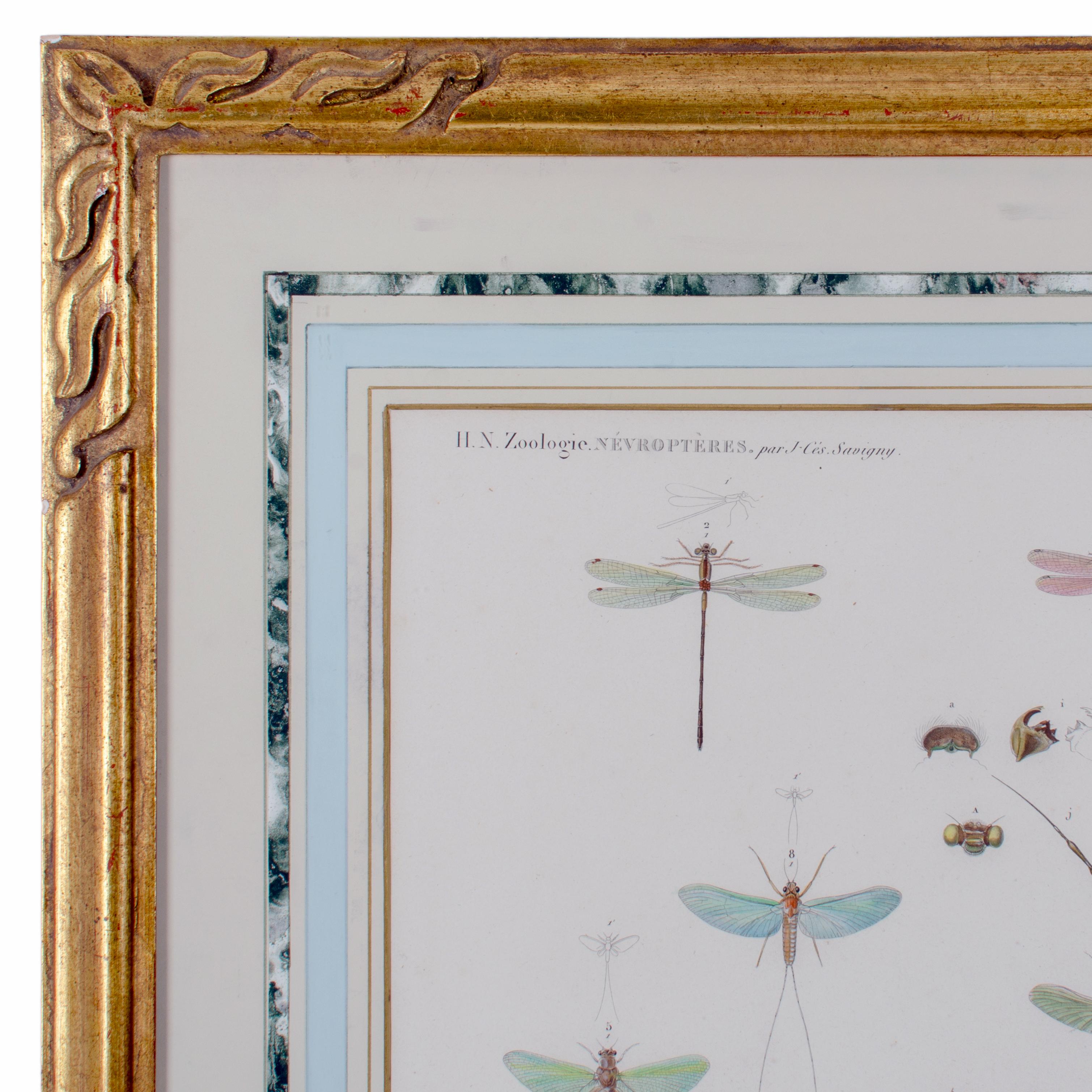 Gran grabado de insectos alados de J-Ces Savigny c.1812 en Bueno estado para la venta en Savannah, GA