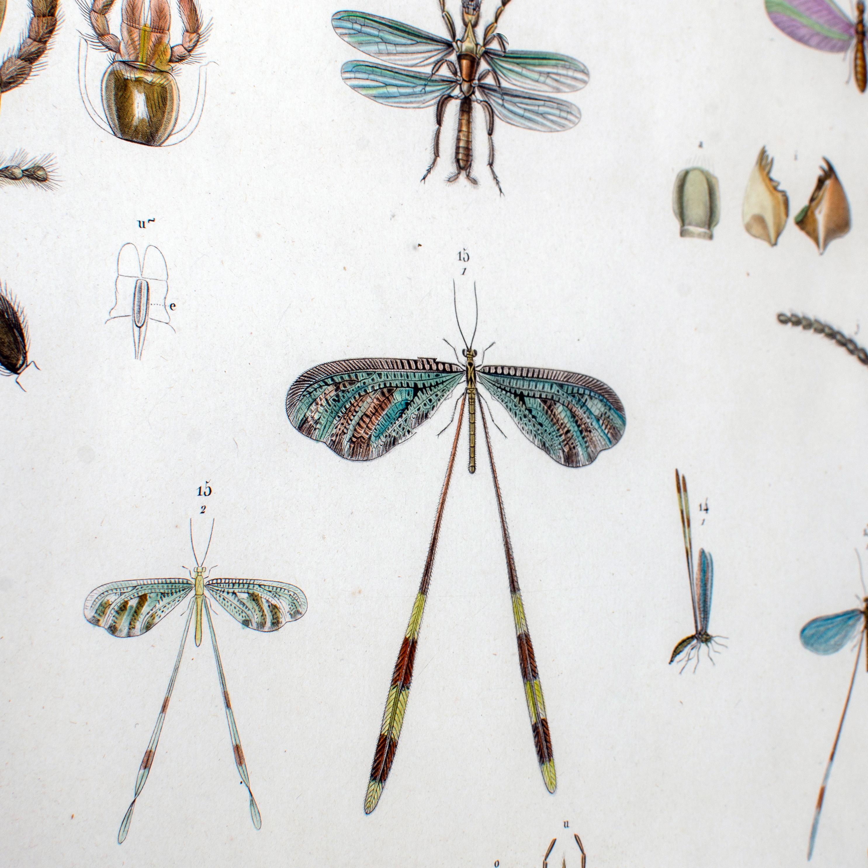 Gran grabado de insectos alados de J-Ces Savigny c.1812 principios del siglo XIX en venta