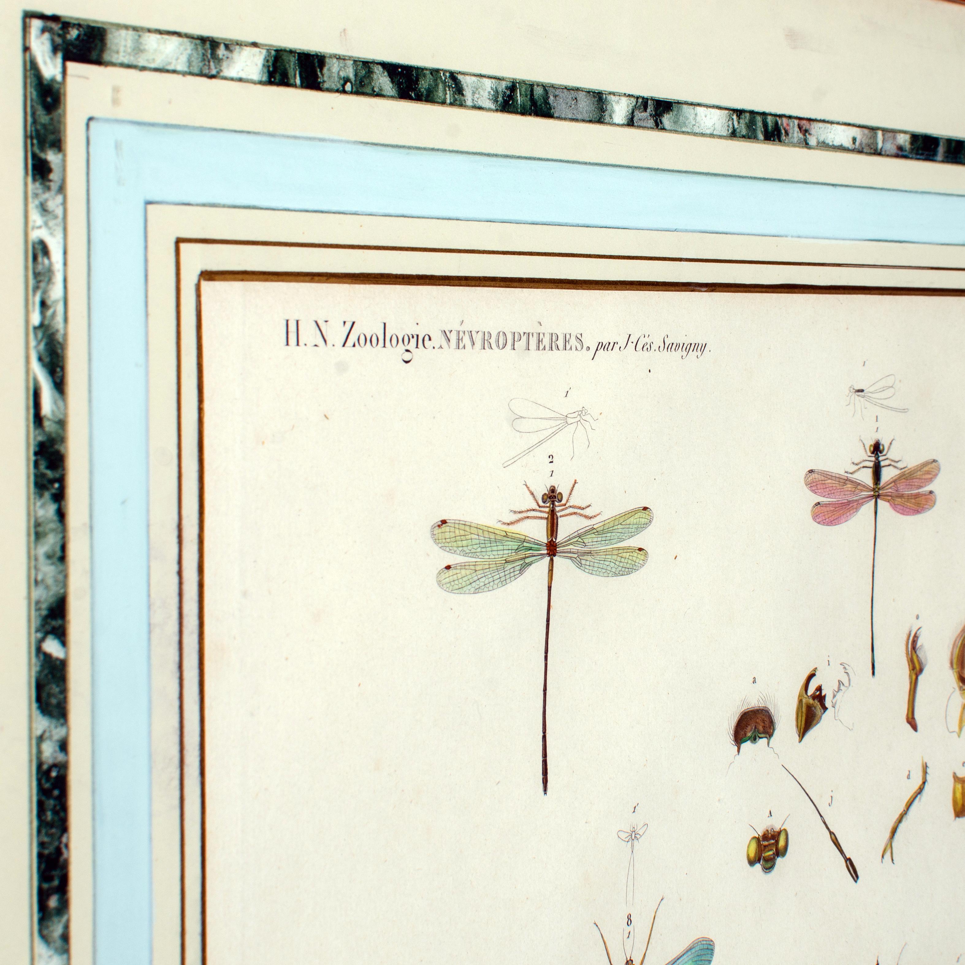 Gran grabado de insectos alados de J-Ces Savigny c.1812 Vidrio en venta