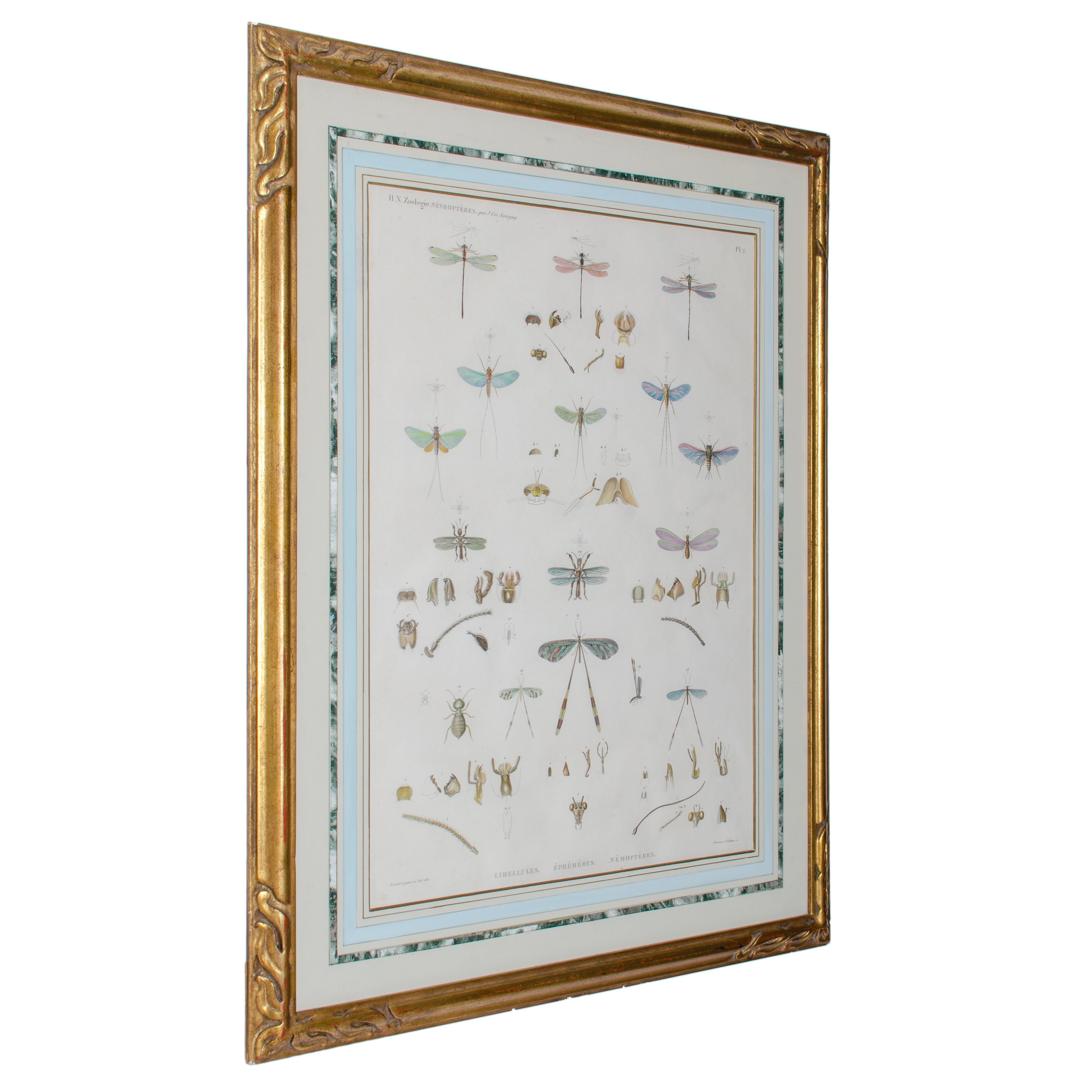 Gran grabado de insectos alados de J-Ces Savigny c.1812 en venta 1