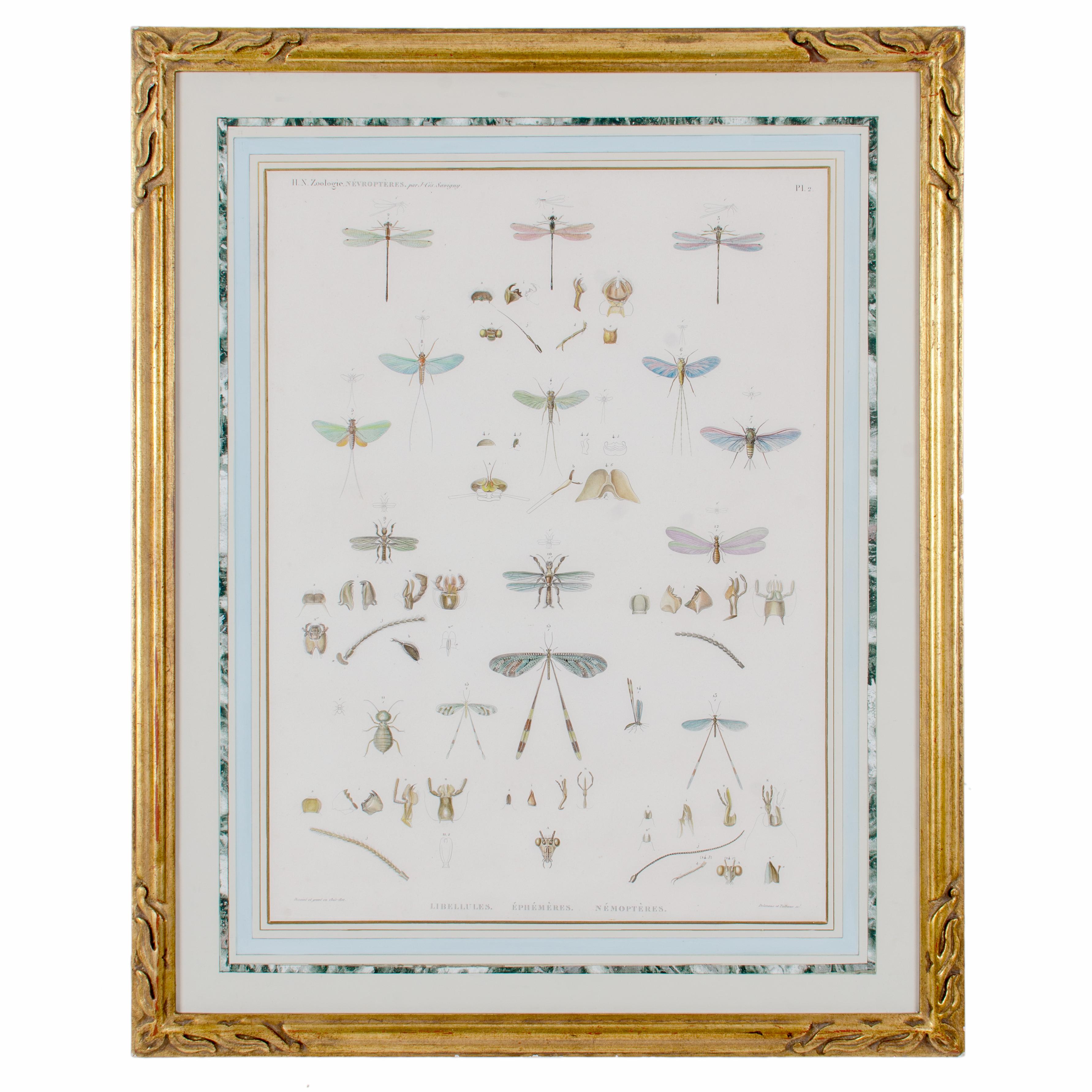 Gran grabado de insectos alados de J-Ces Savigny c.1812 en venta 2