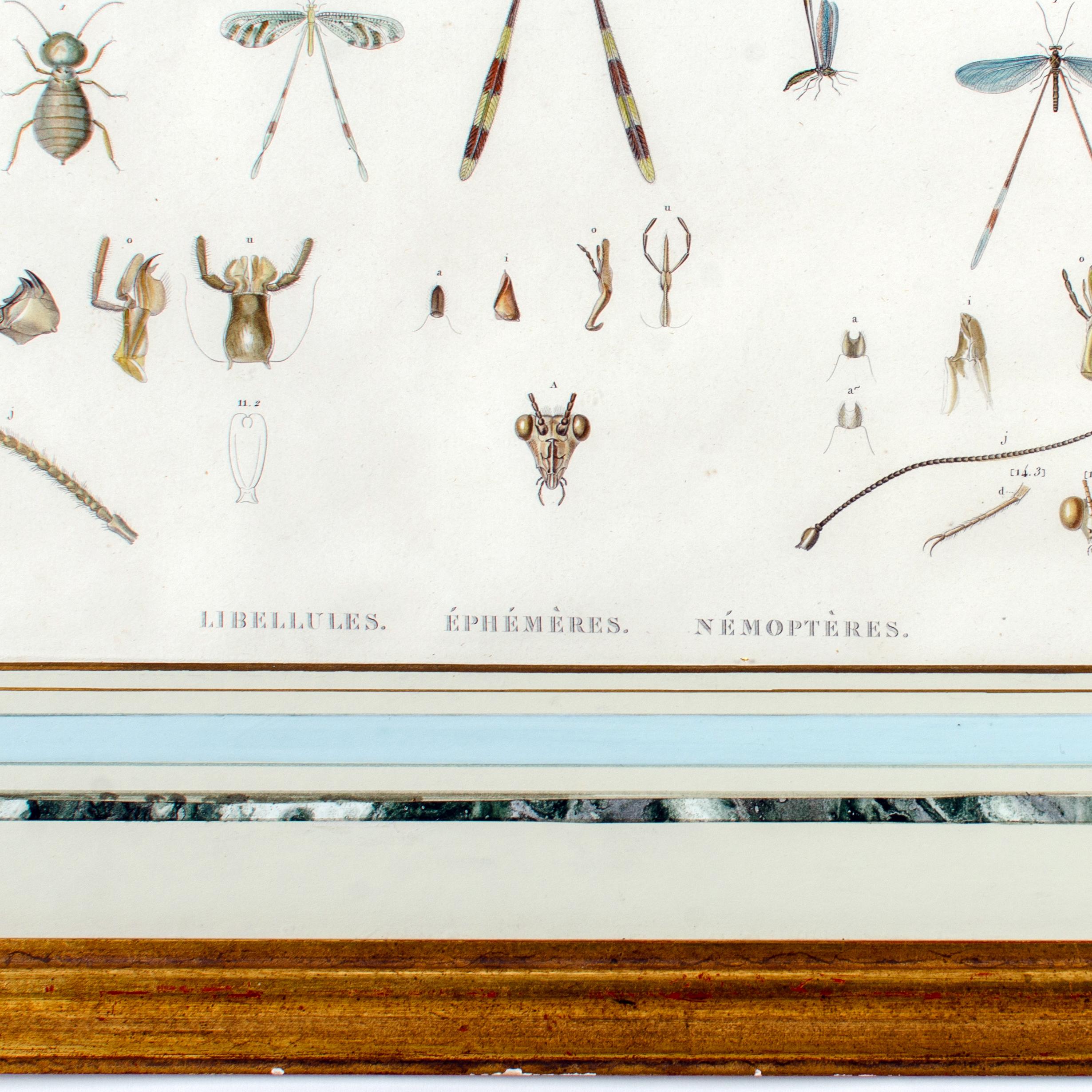 Gran grabado de insectos alados de J-Ces Savigny c.1812 en venta 3