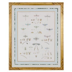 Large Engraving of Winged-Insects by J-Ces Savigny c.1812