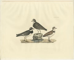 Large Engravings of Plovers in Contrast - Age and Species, 1826
