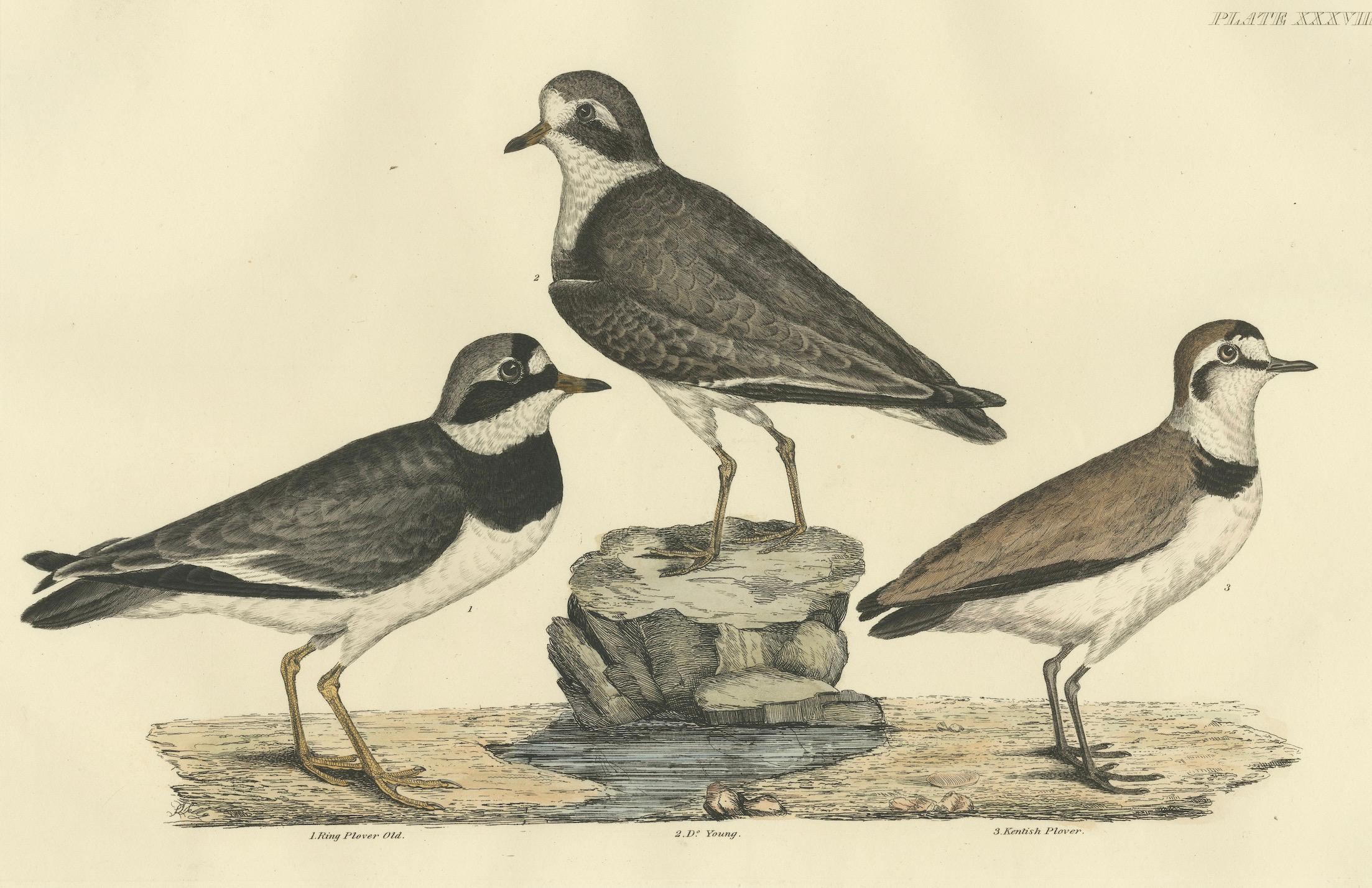Engraved Large Engravings of Plovers in Contrast - Age and Species, 1826 For Sale