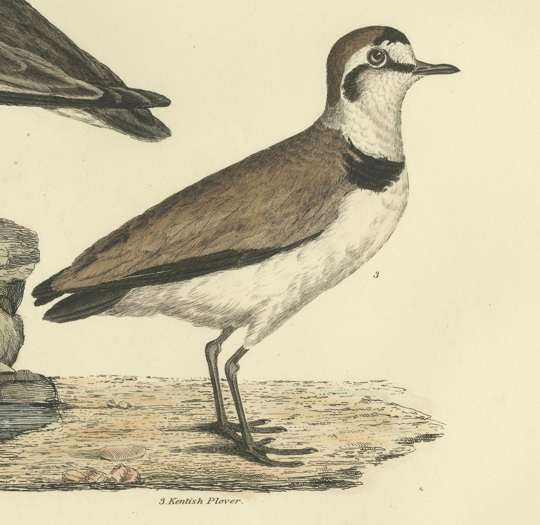 Large Engravings of Plovers in Contrast - Age and Species, 1826 In Excellent Condition For Sale In Langweer, NL