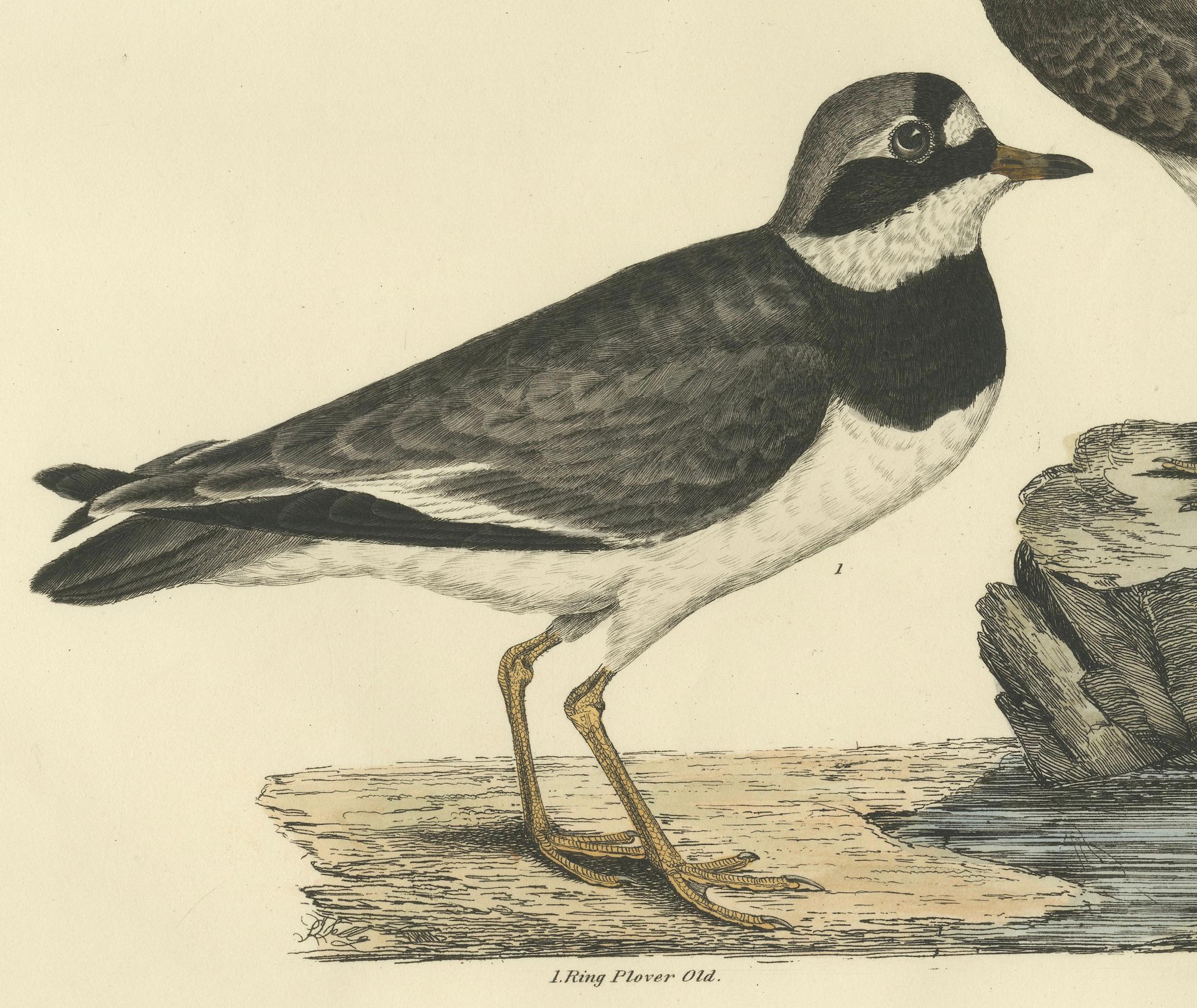 Early 19th Century Large Engravings of Plovers in Contrast - Age and Species, 1826 For Sale