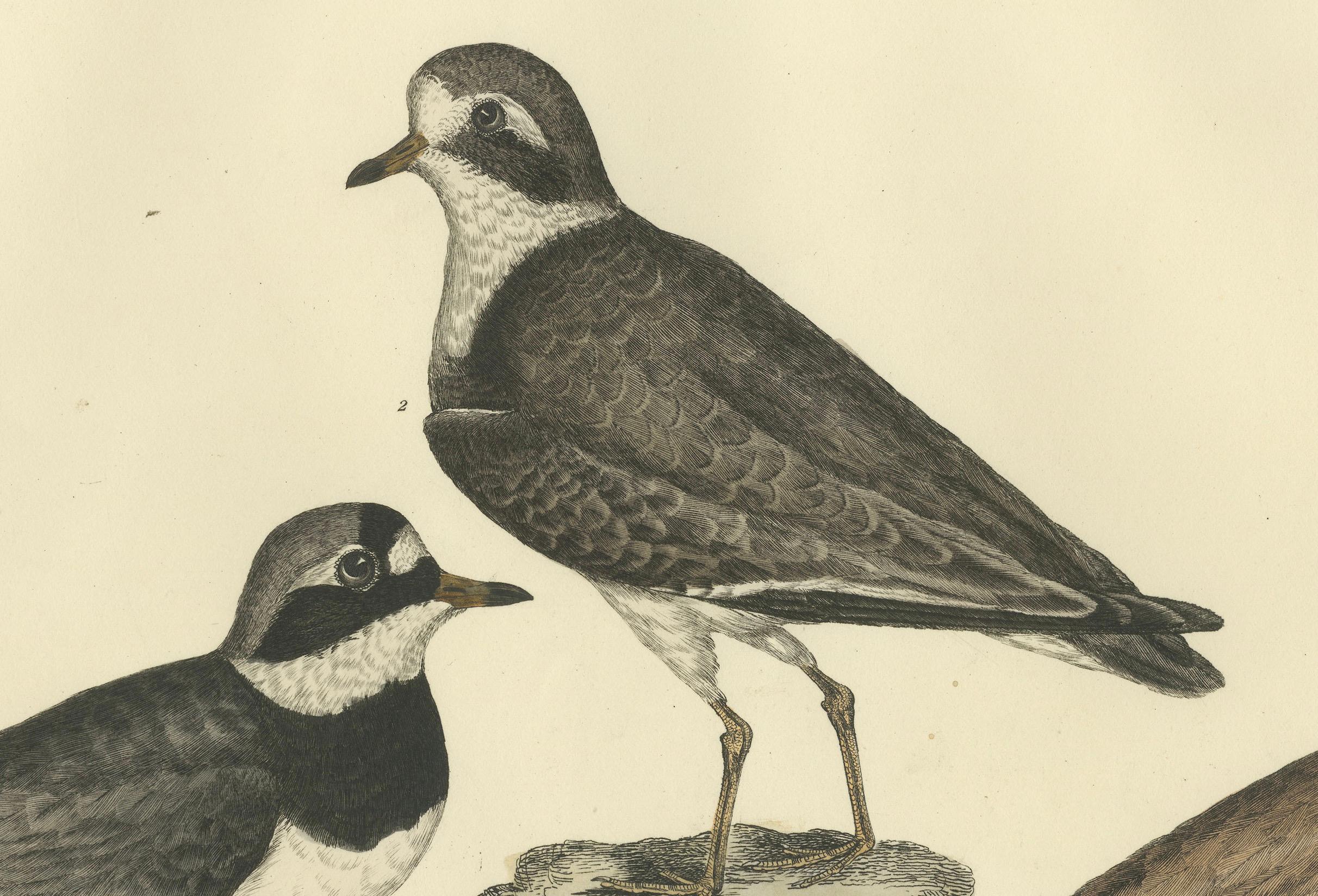 Paper Large Engravings of Plovers in Contrast - Age and Species, 1826 For Sale