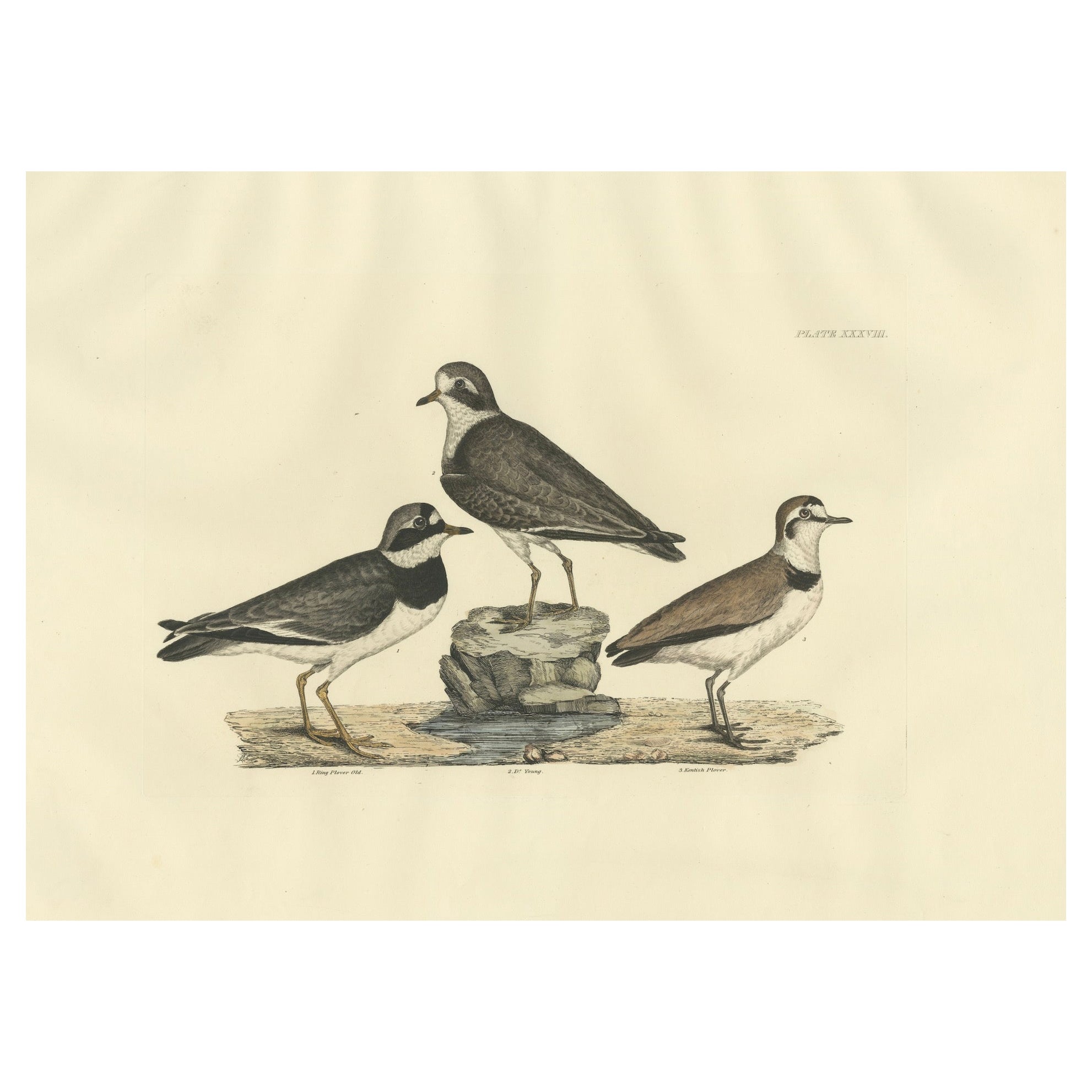 Grandes grabados de chorlitos en contraste - Edad y especie, 1826