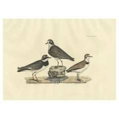 Grandes grabados de chorlitos en contraste - Edad y especie, 1826