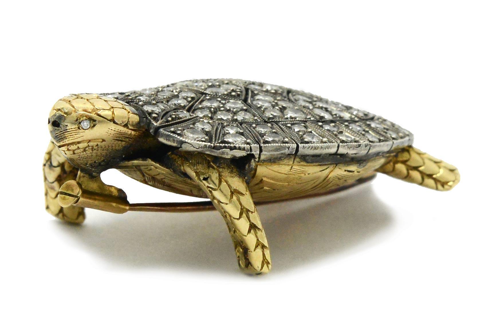 diamondback turtle for sale