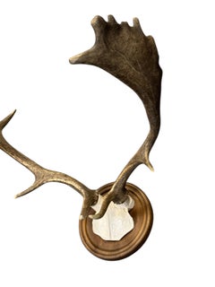 Large European Fallow Deer Antler Trophy Wood Carved Plaque, Austria, 1920s